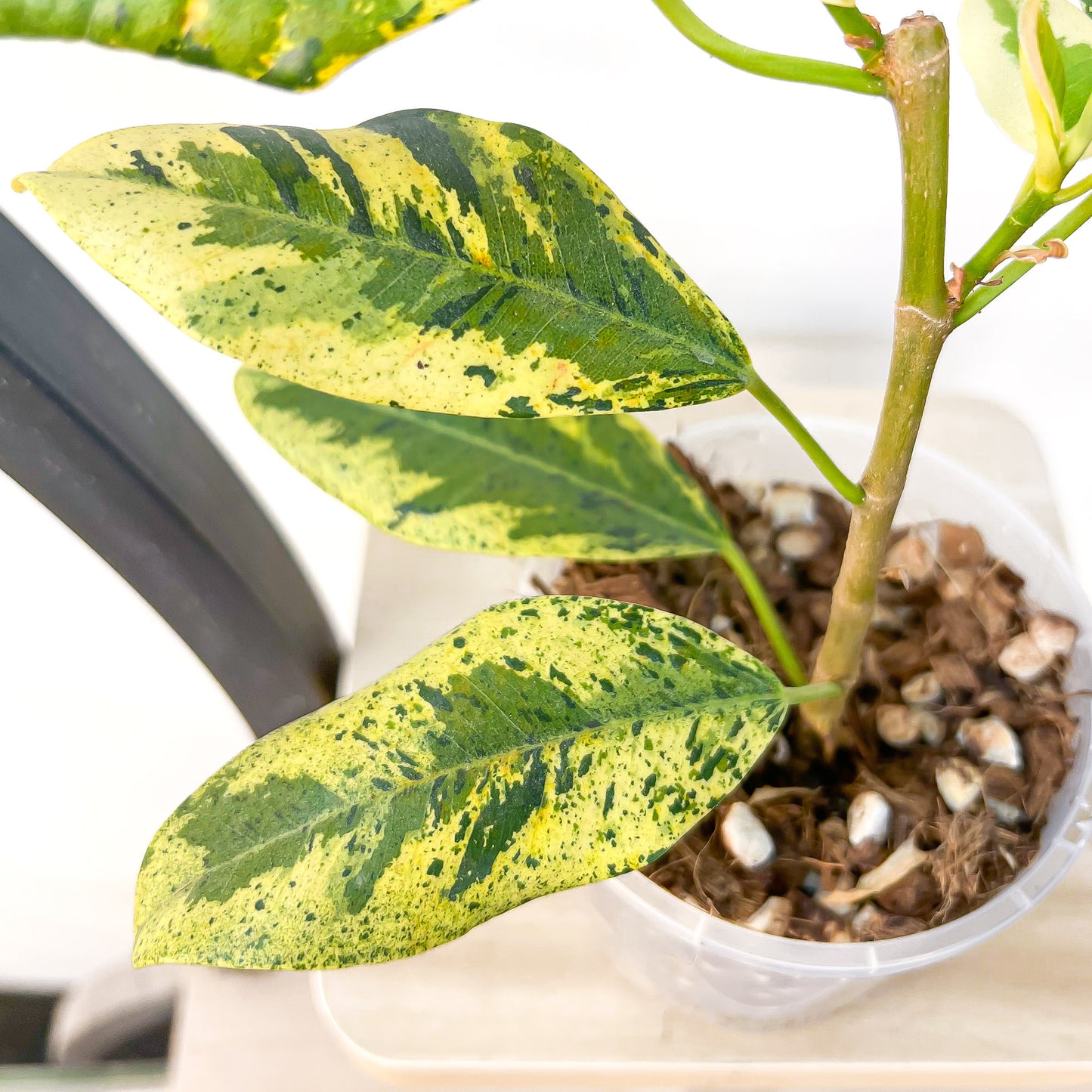 Ficus Rubiginosa Variegata | The Plant Boys
