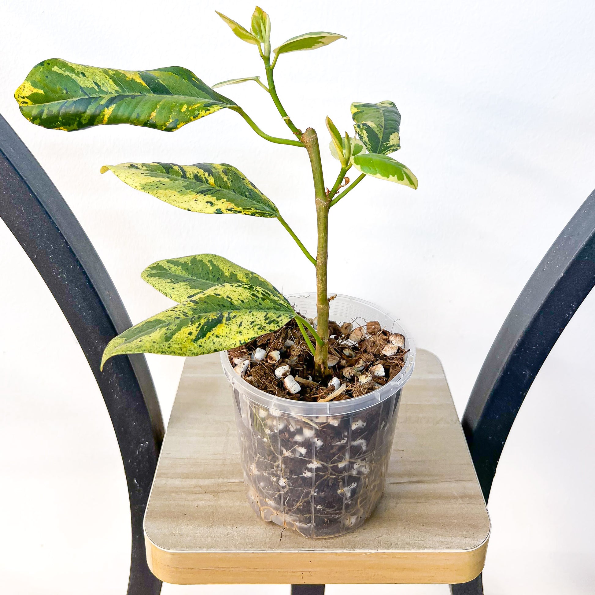 Ficus Rubiginosa Variegata | The Plant Boys