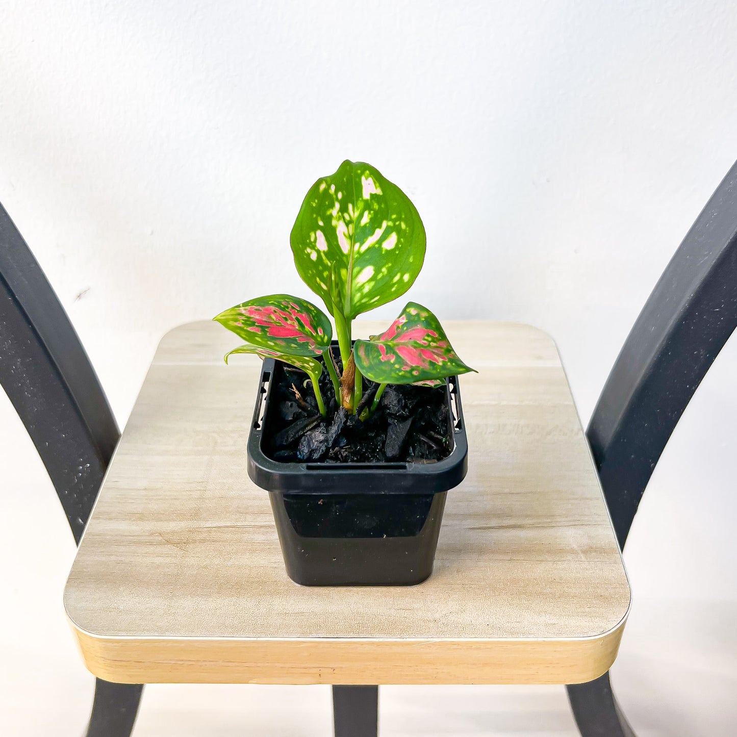 Aglaonema Auspicious Red | The Plant Boys