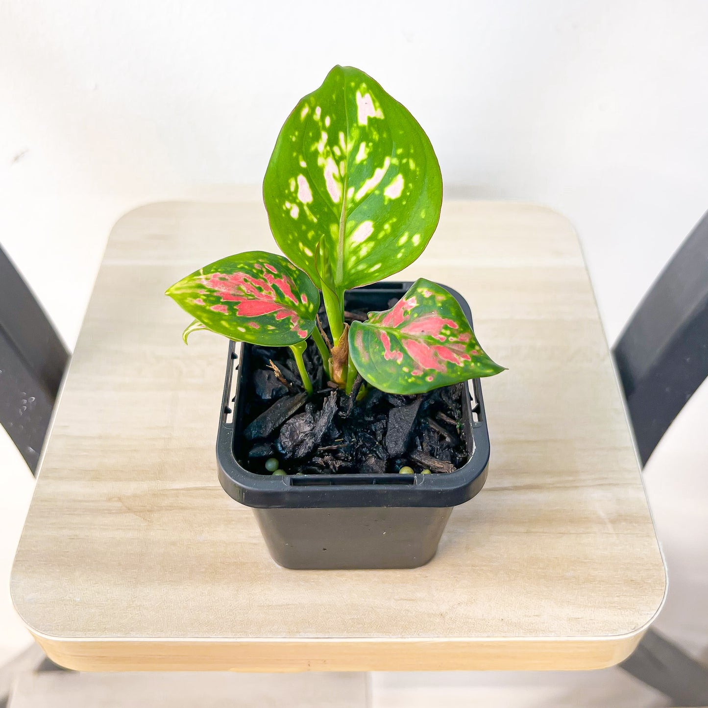 Aglaonema Auspicious Red | The Plant Boys