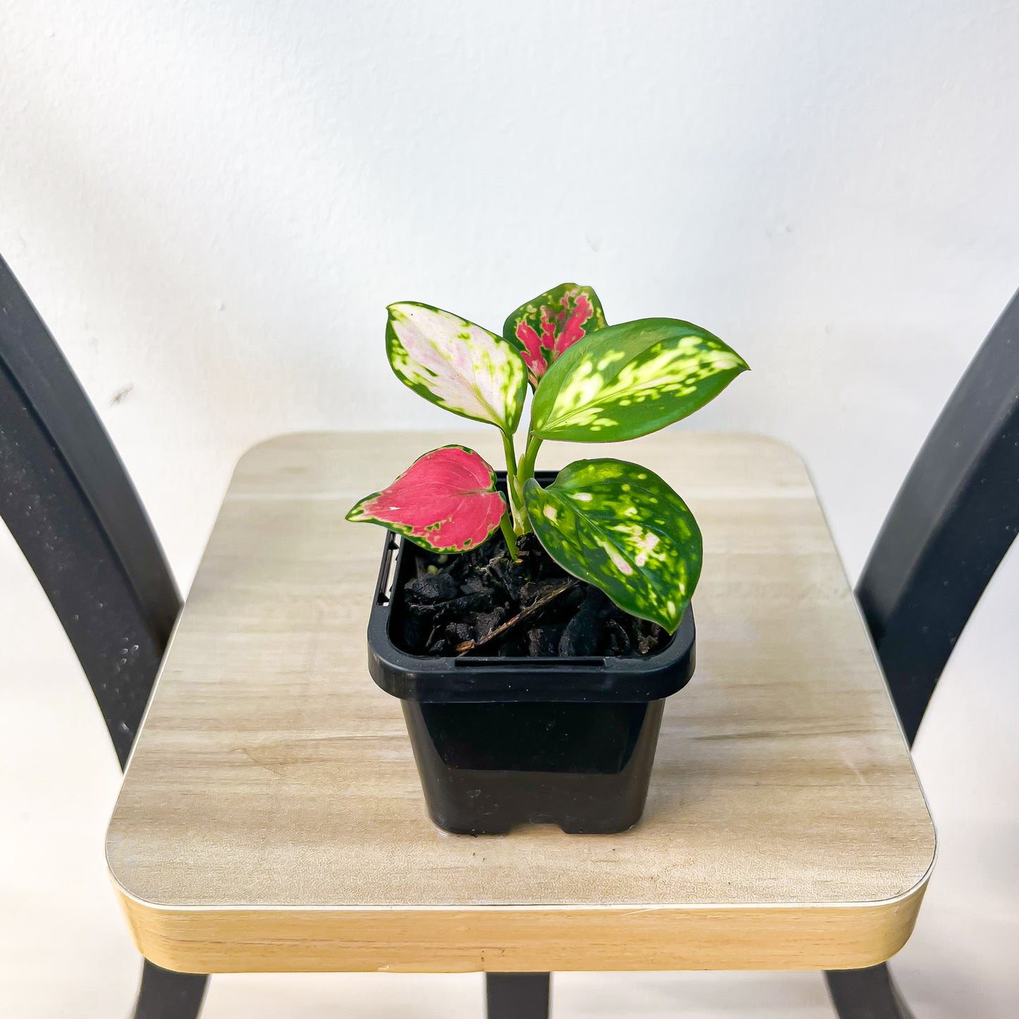 Aglaonema Auspicious Red | The Plant Boys