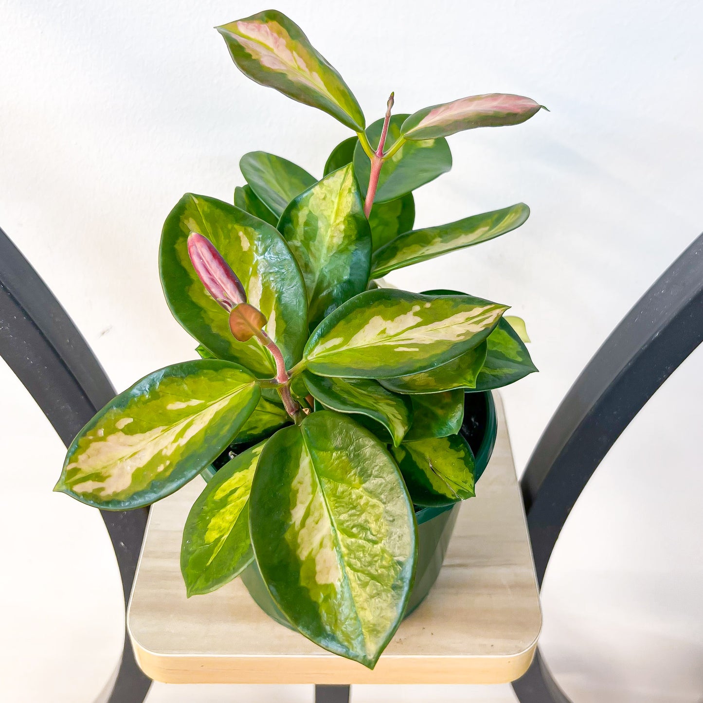 Hoya Australis Lisa | The Plant Boys