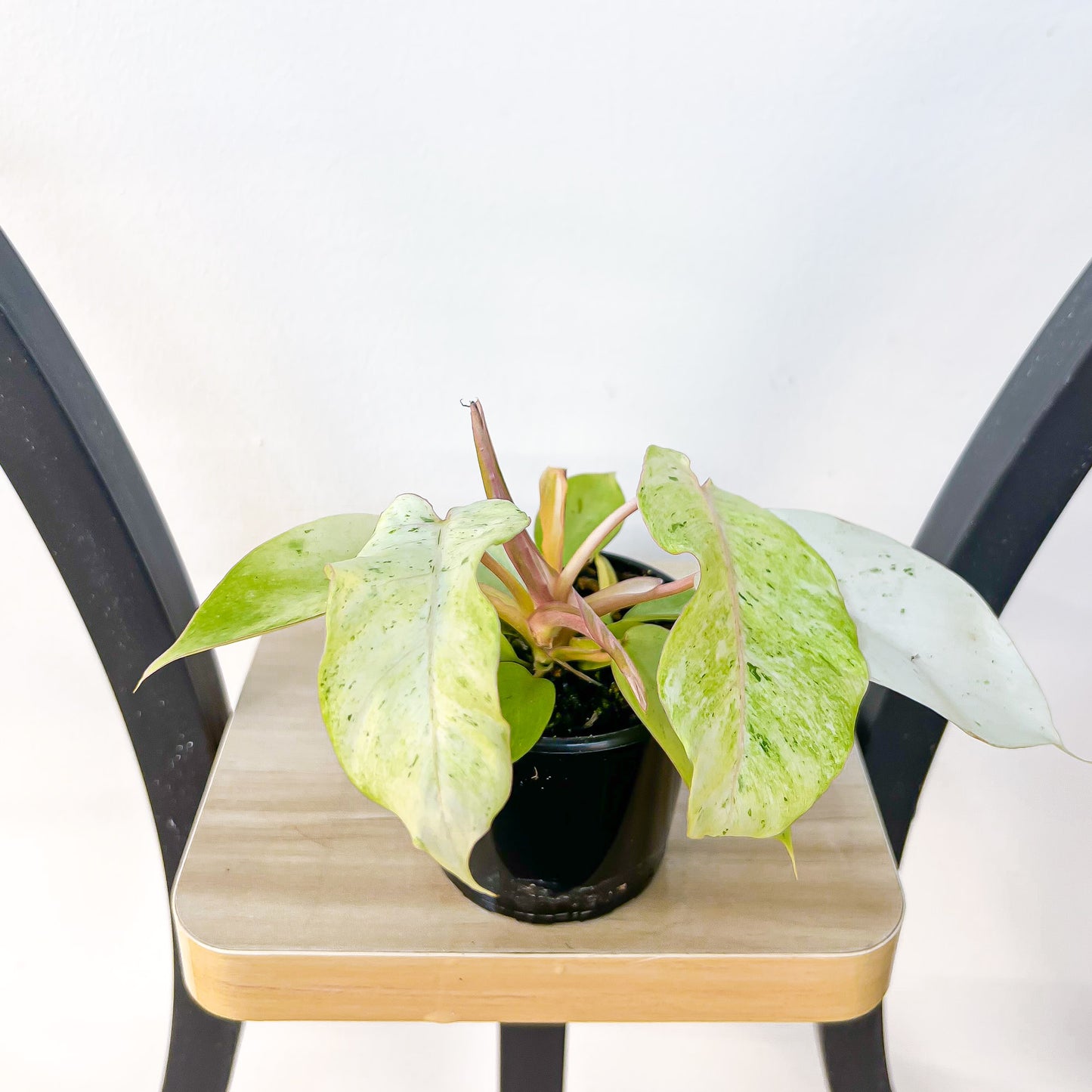 Philodendron Snowdrift | The Plant Boys