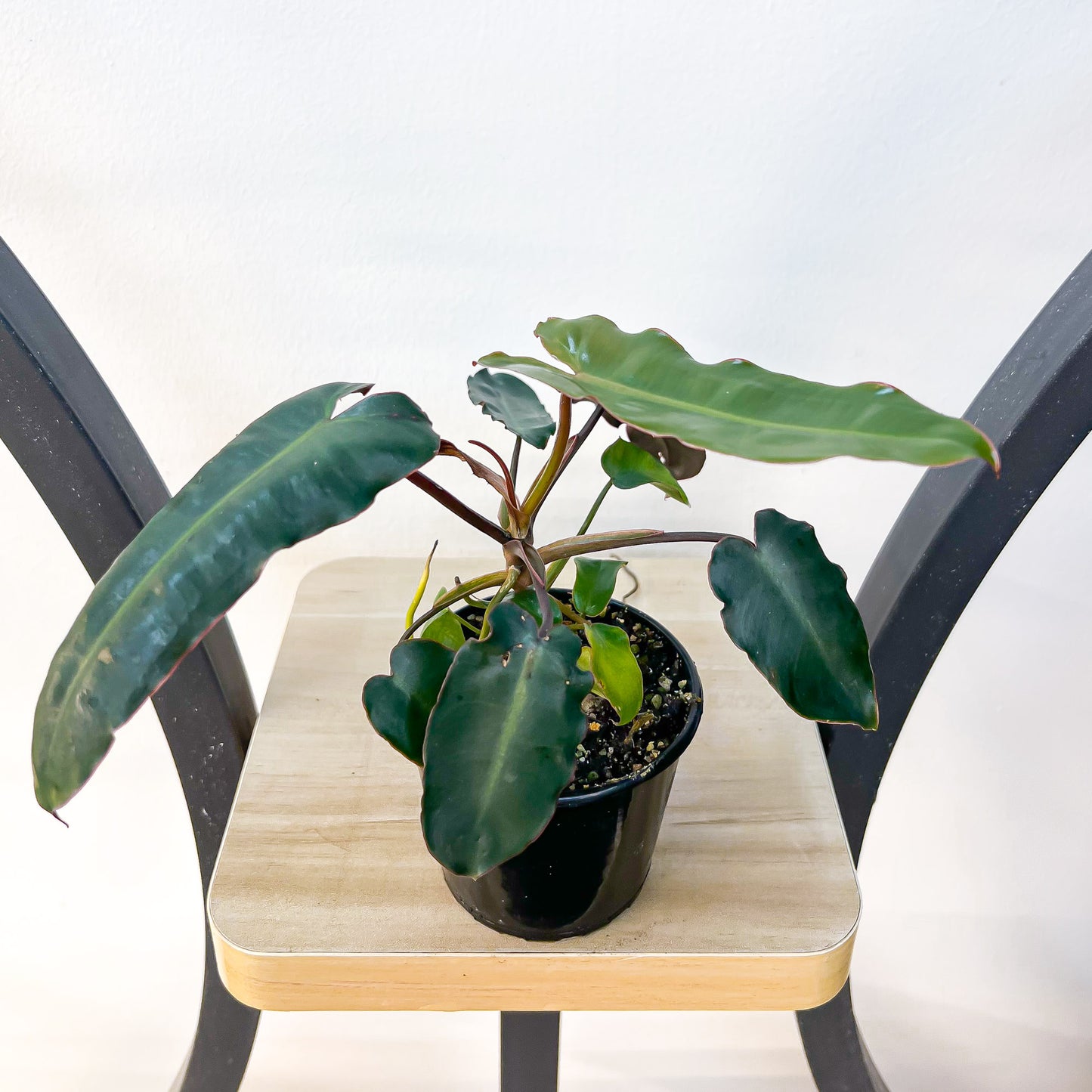 Philodendron Billietiae Black Form | The Plant Boys