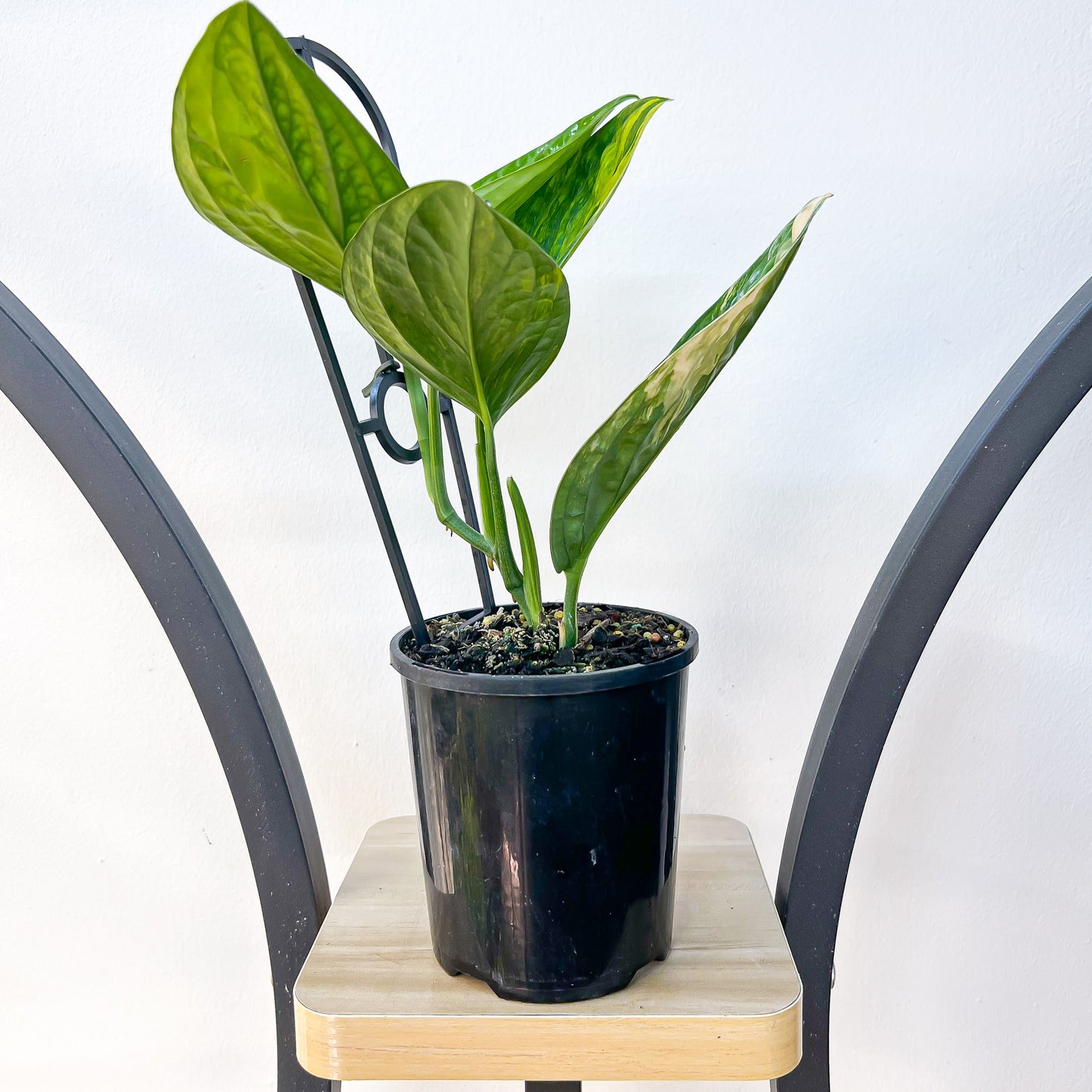 Monstera Karstenianum Peru Variegata | The Plant Boys