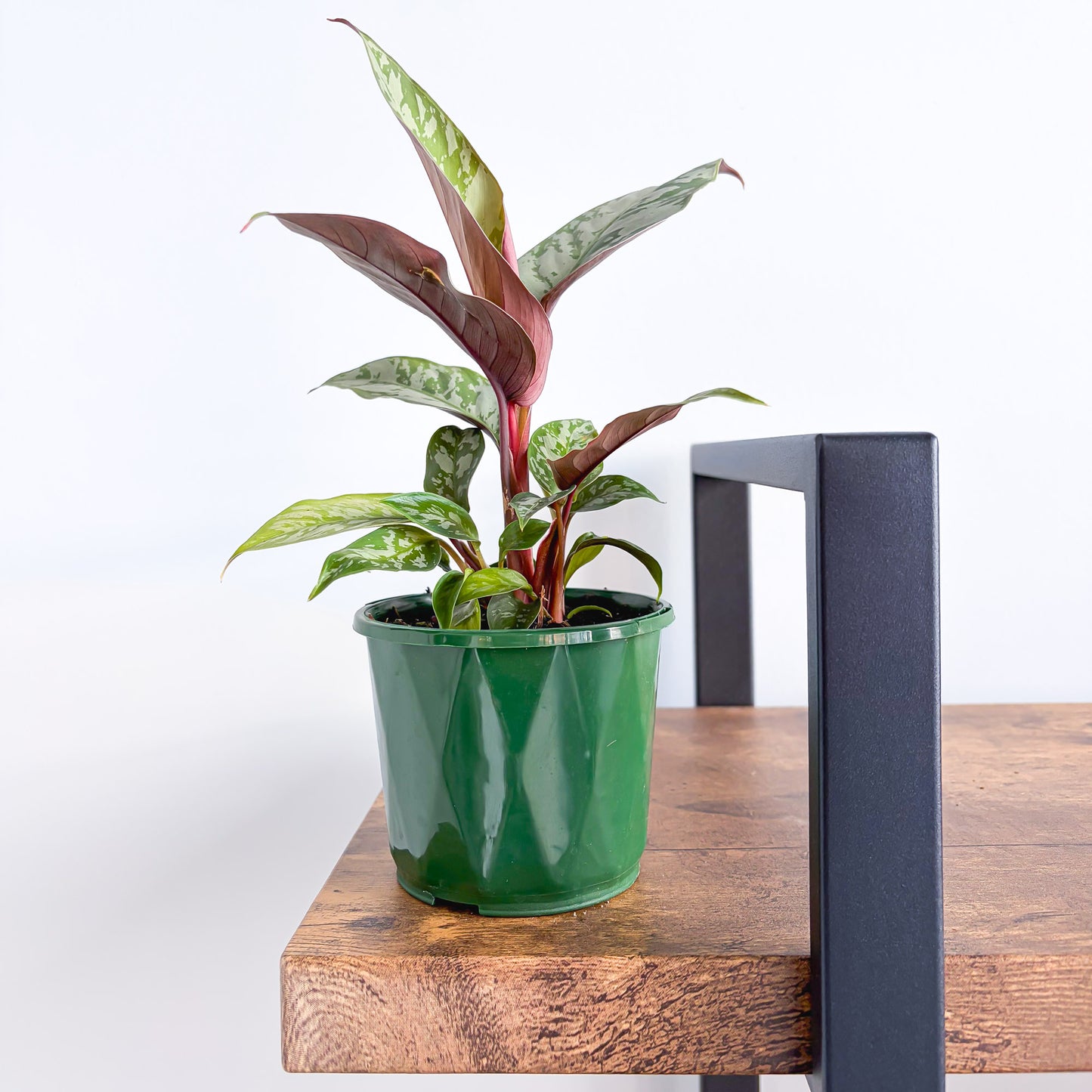 Apoballis Red Sword | The Plant Boys