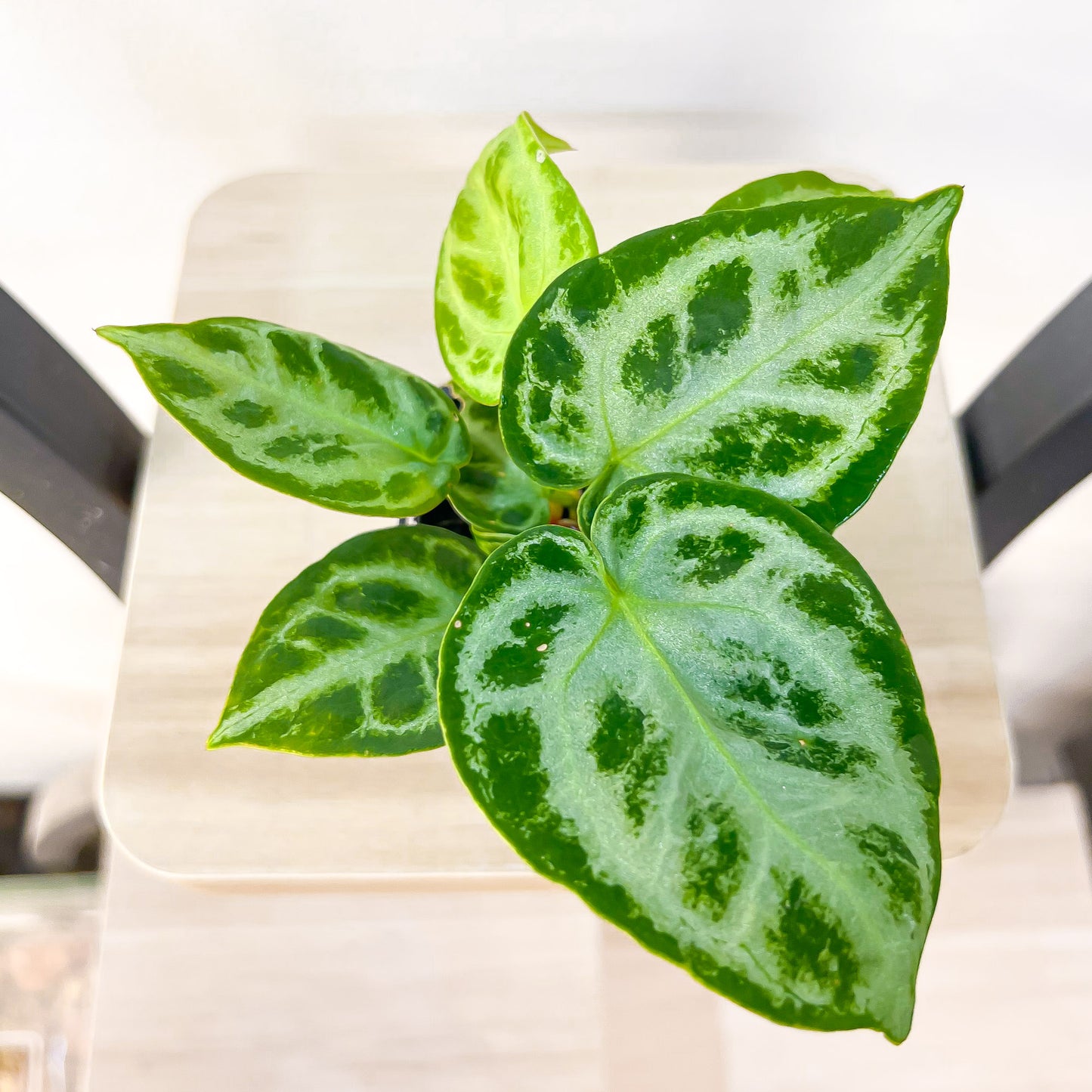 Anthurium Dorayaki | The Plant Boys