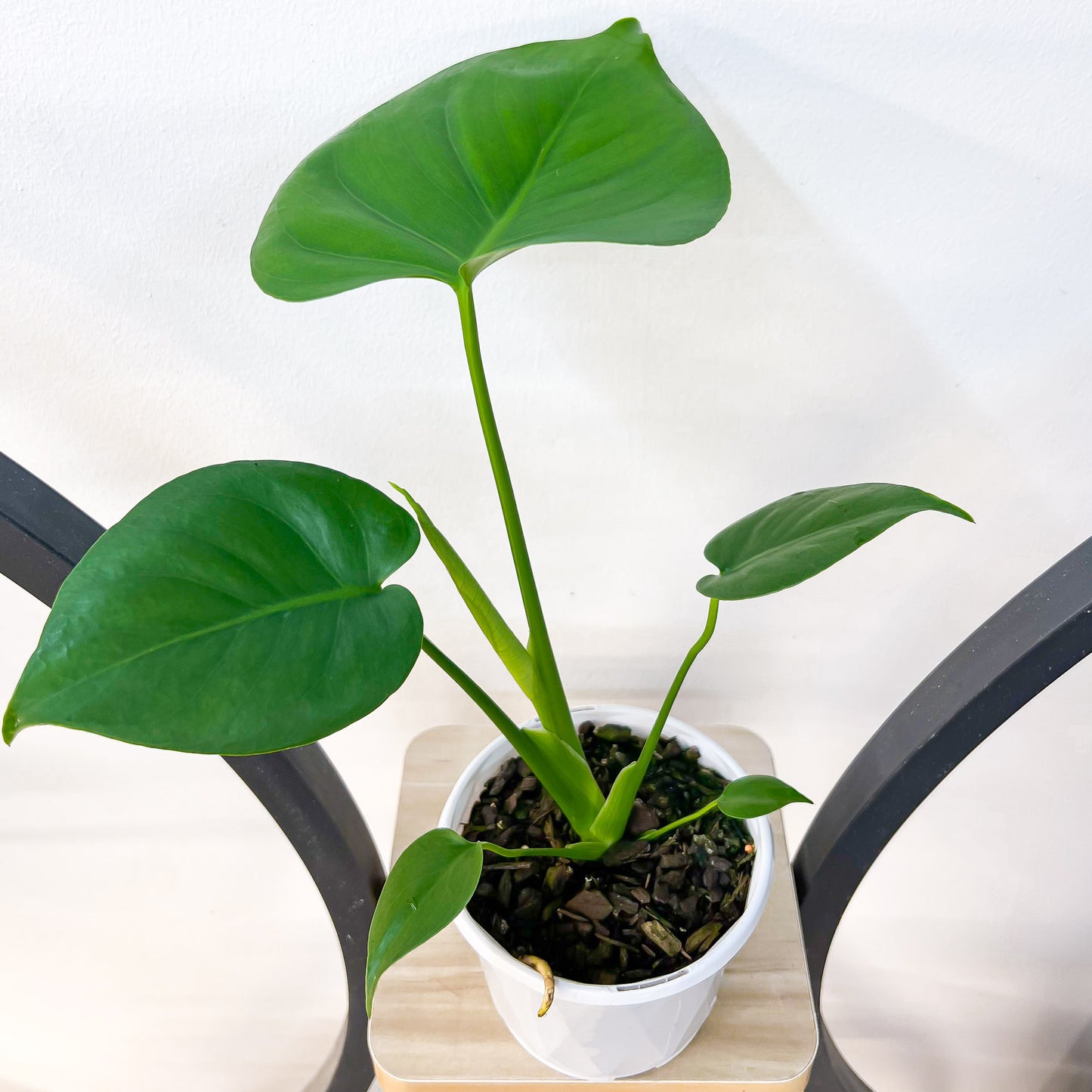 Monstera Deliciosa | The Plant Boys