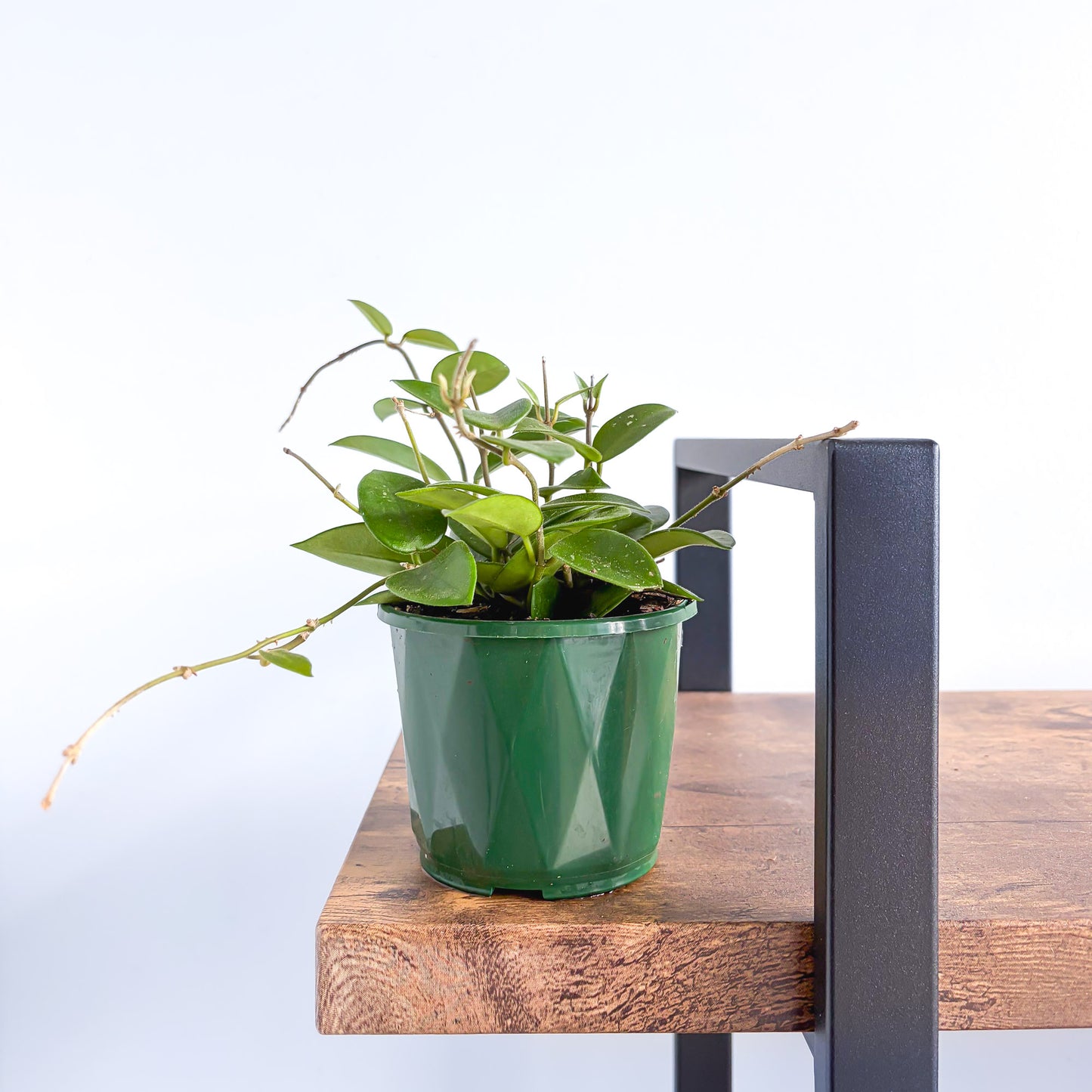 Hoya Chouke | The Plant Boys