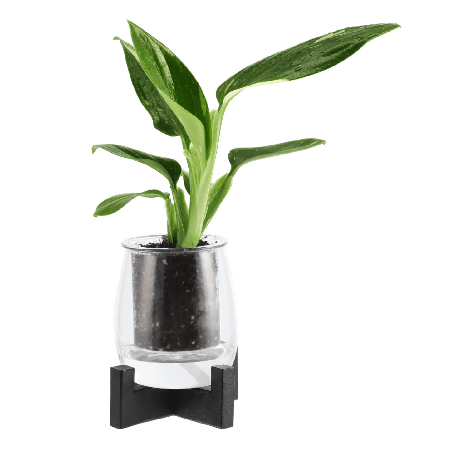 Metal Stand for Mini Glass Self - Watering Pot | The Plant Boys