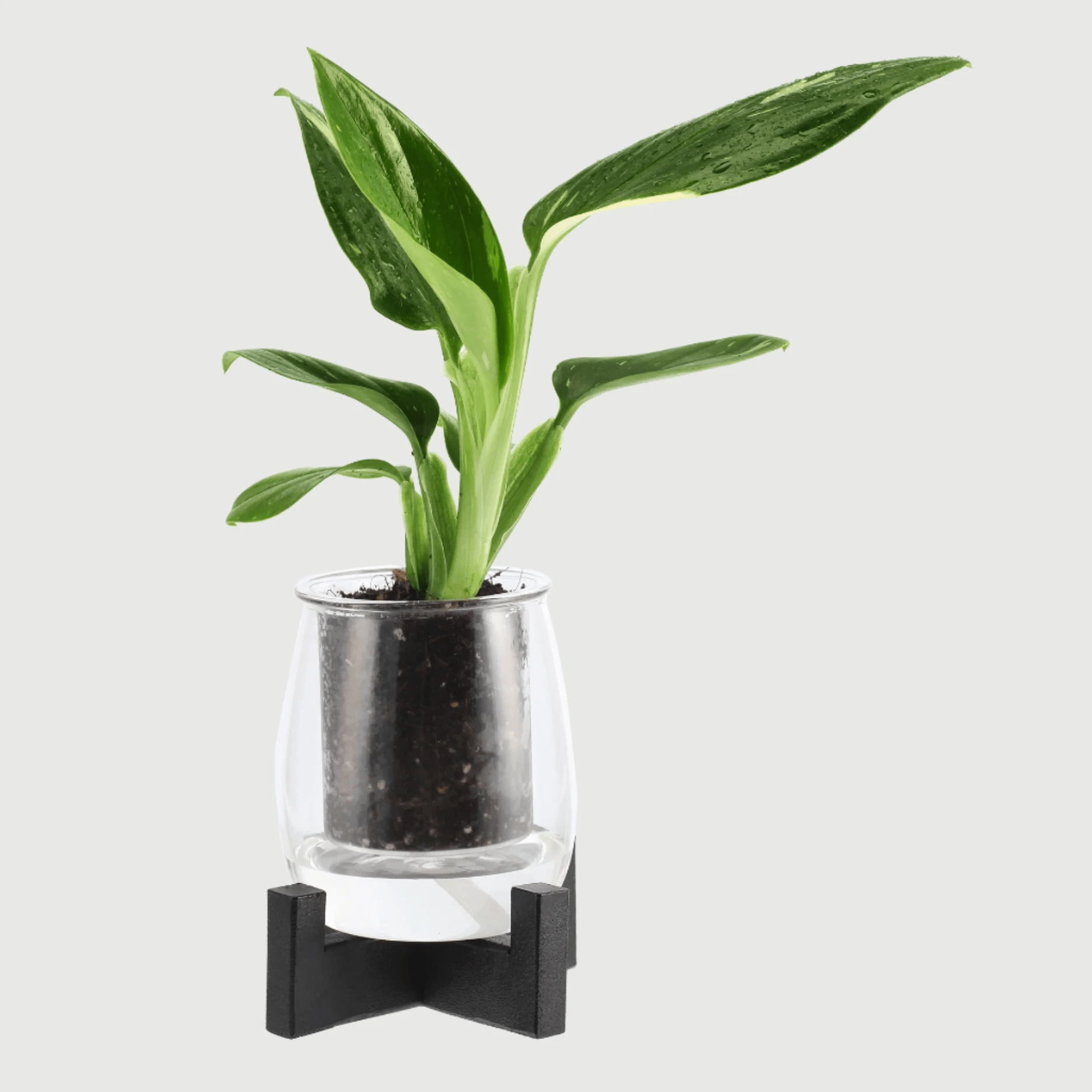 self watering plant stand Mini Glass Self-Watering Pot & Stand Bundle – The Plant Boys