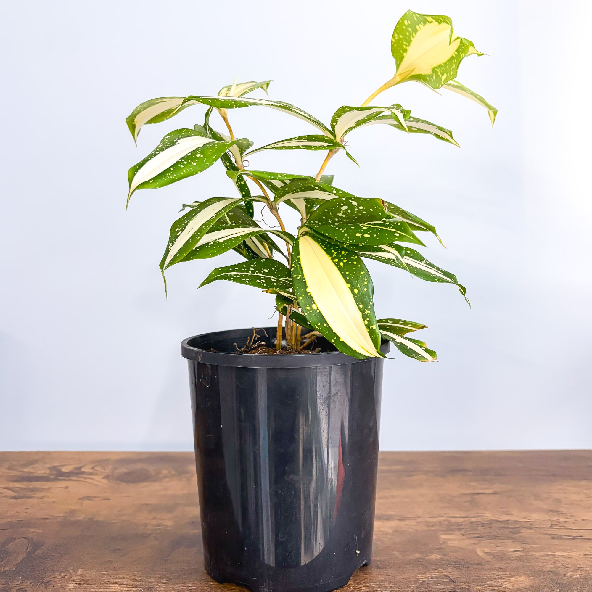 Dracaena Surculosa Milky Way – The Plant Boys