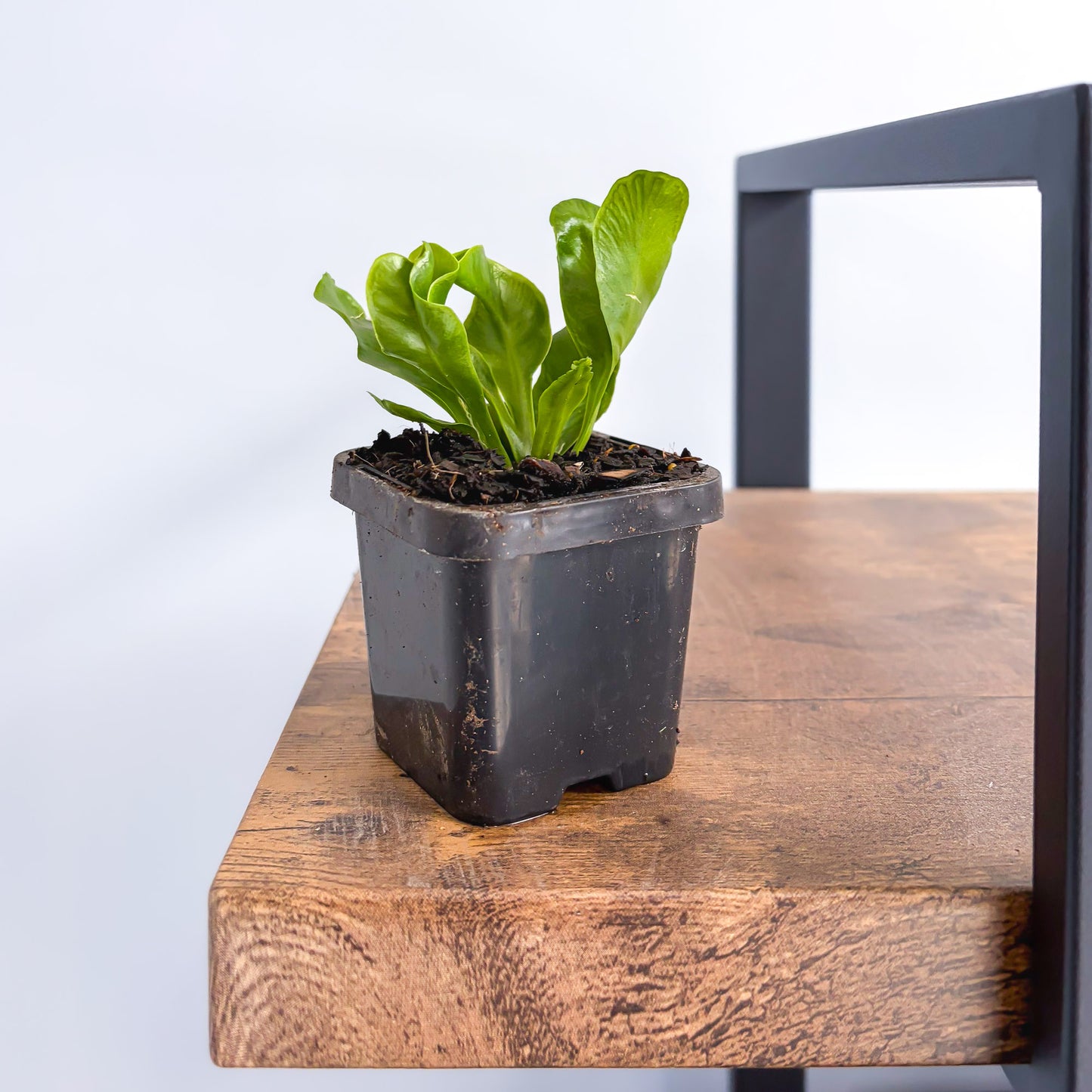Fern Asplenium Cobra | The Plant Boys