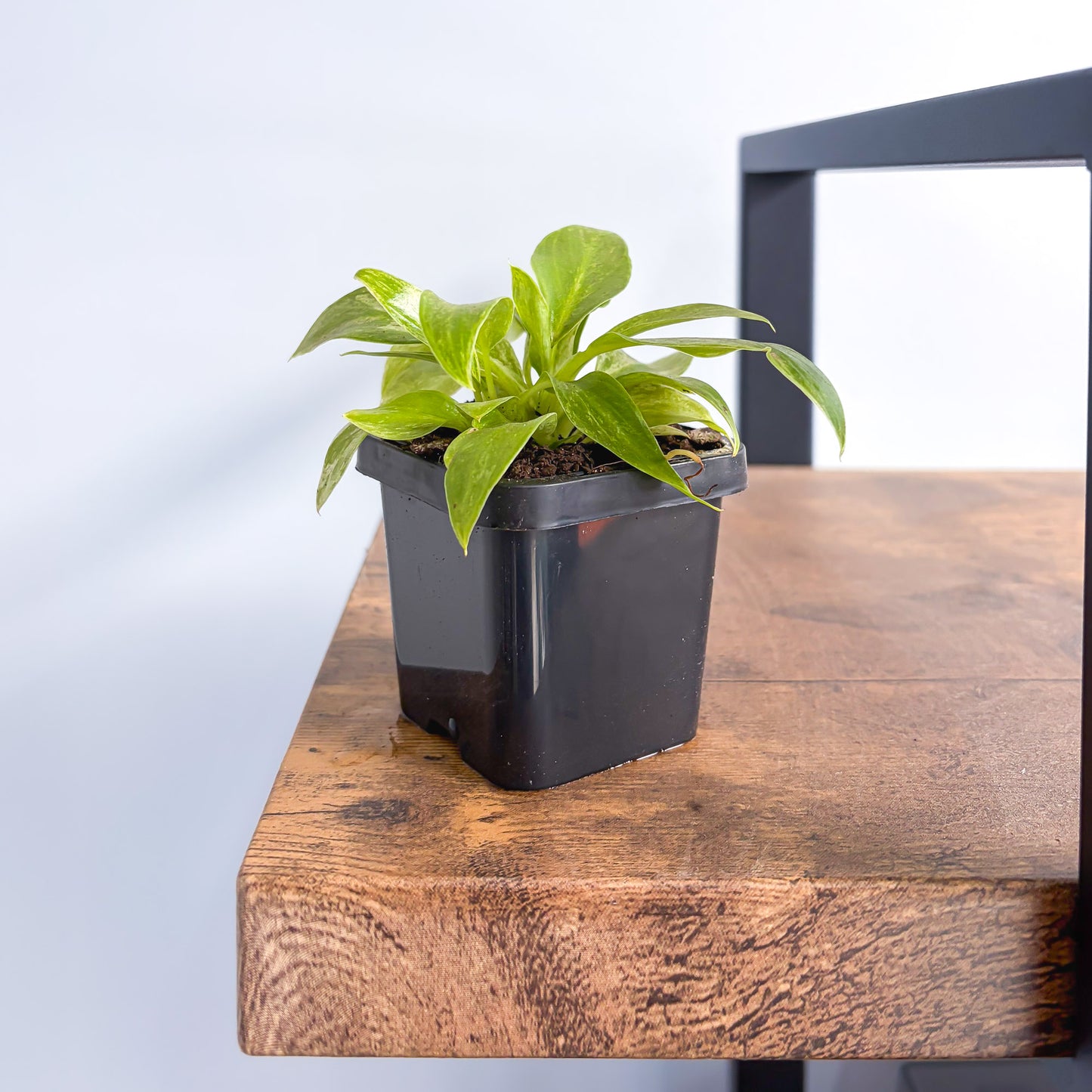 Philodendron Giganteum Blizzard | The Plant Boys