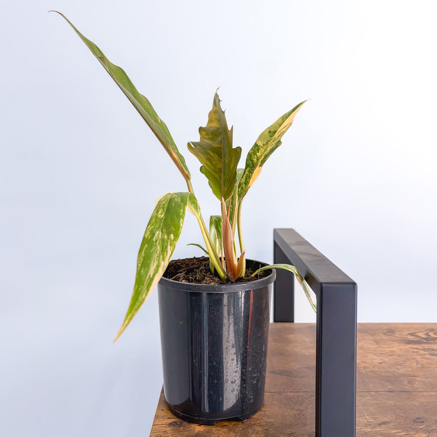 Philodendron Caramel Marble | The Plant Boys