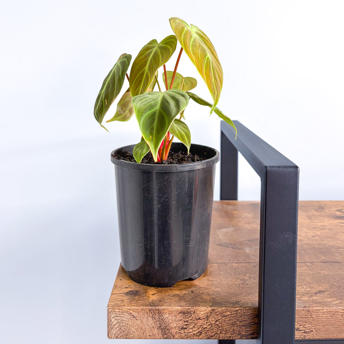 Philodendron El Choco Red | The Plant Boys