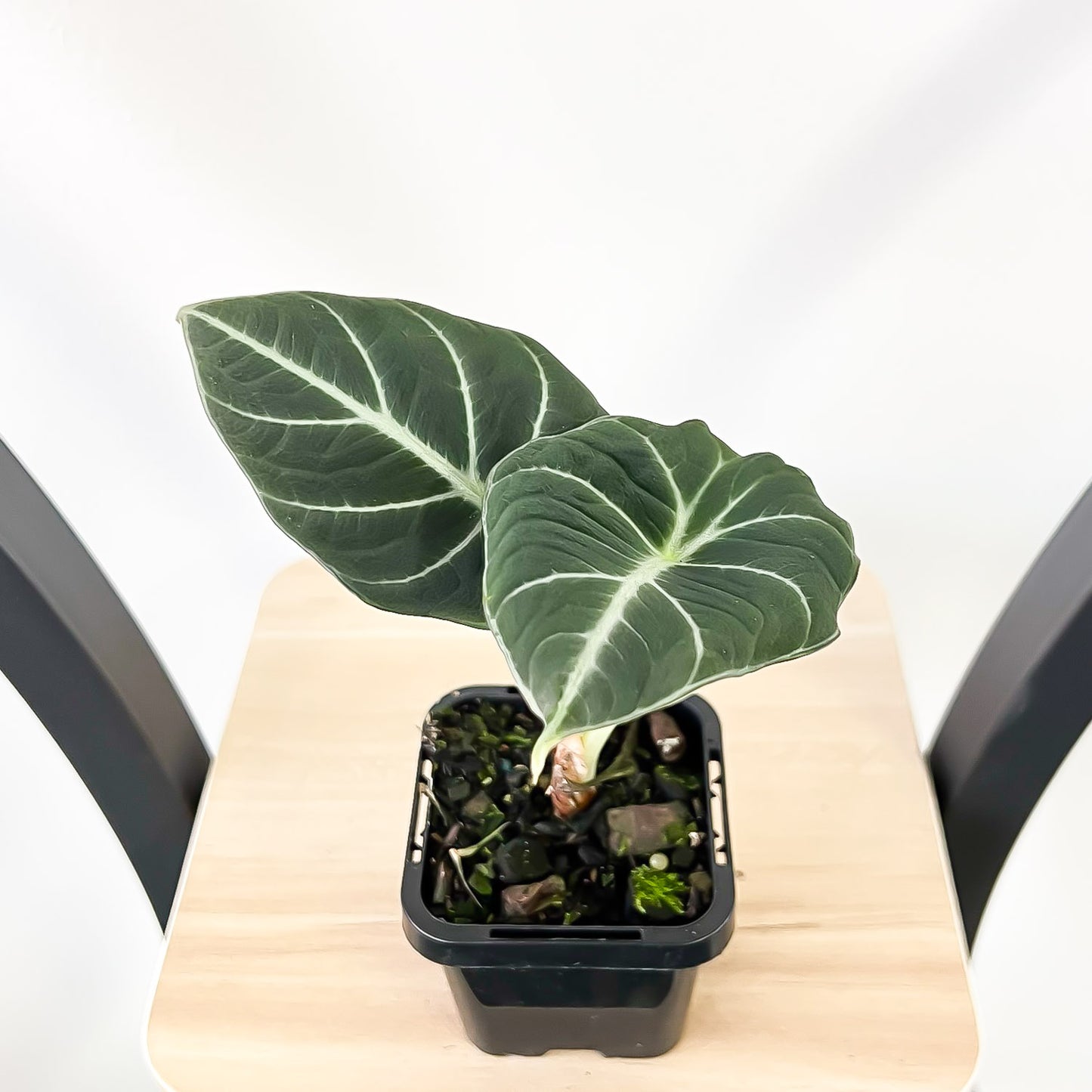 Alocasia Black Velvet