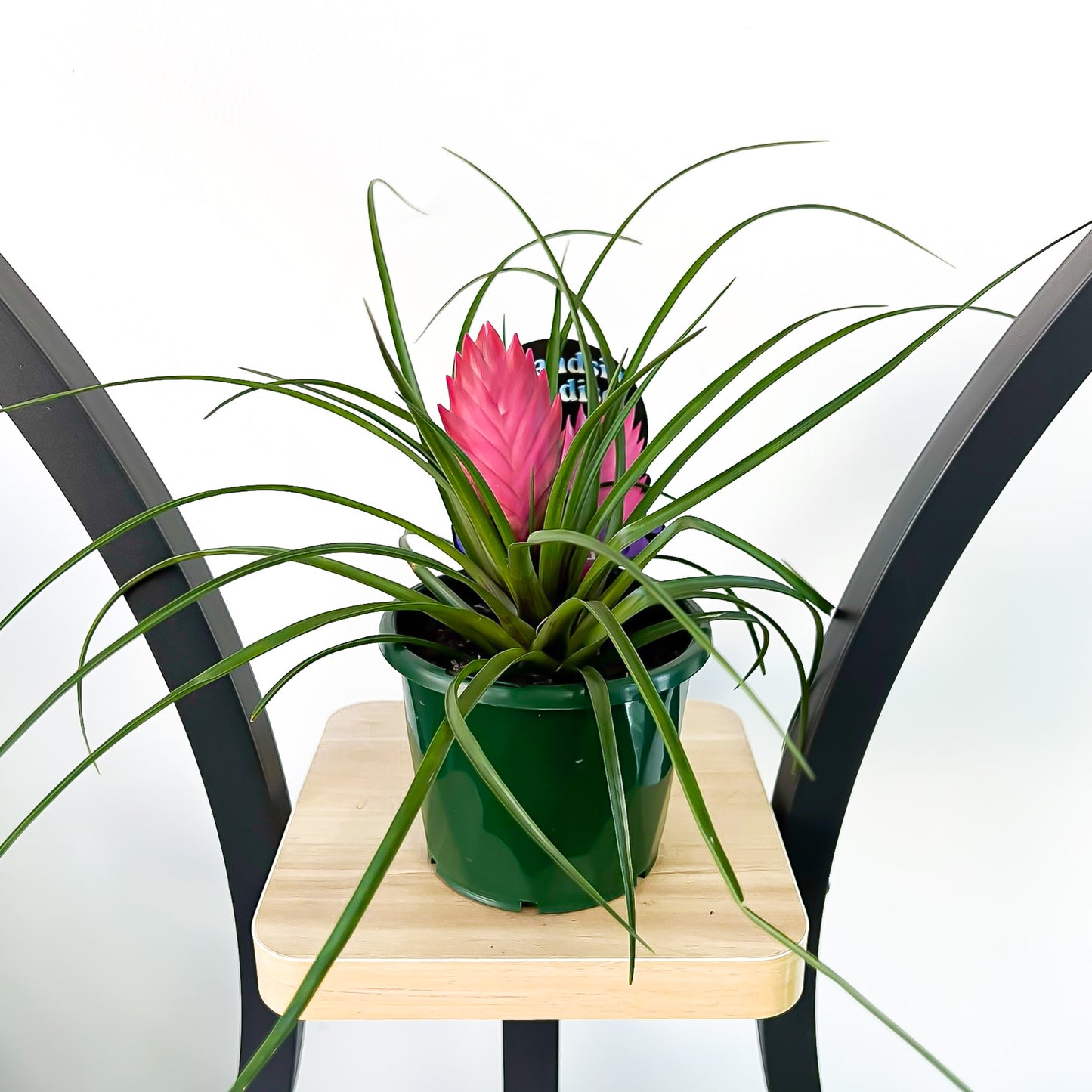 Tillandsia Cyanea Pink Quill