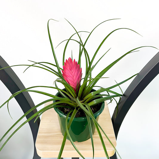 Tillandsia Cyanea Pink Quill