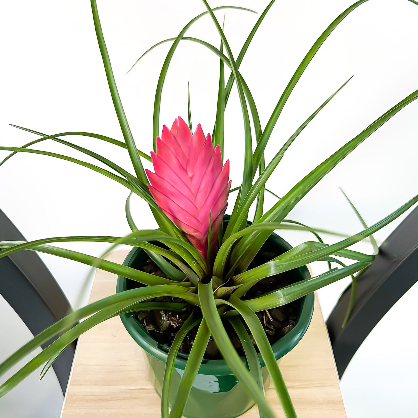 Tillandsia Cyanea Pink Quill