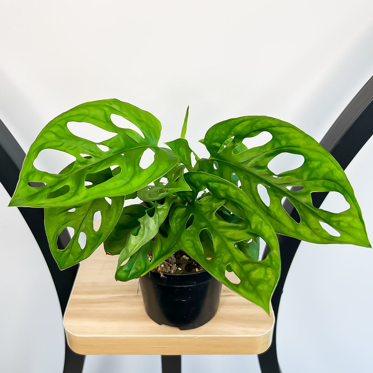 Monstera Adansonii Monkey Mask