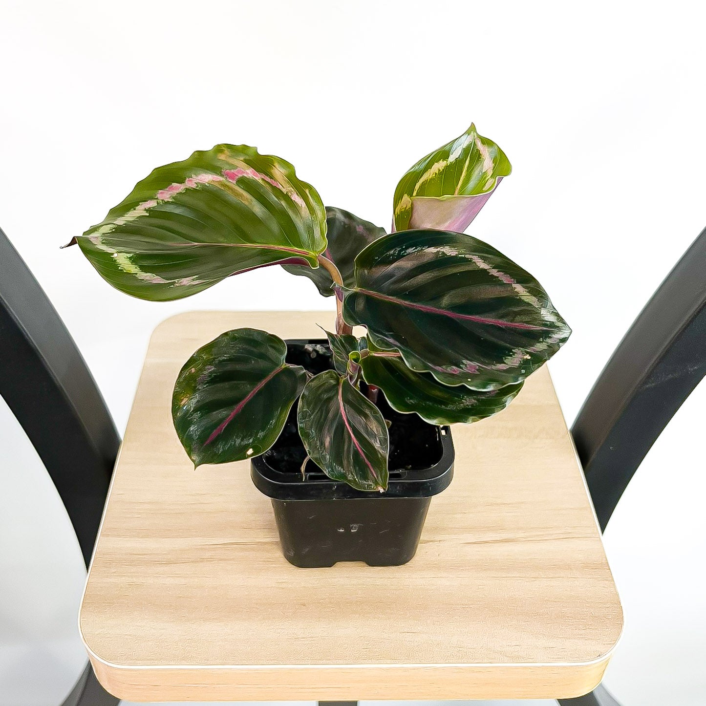Calathea Medallion