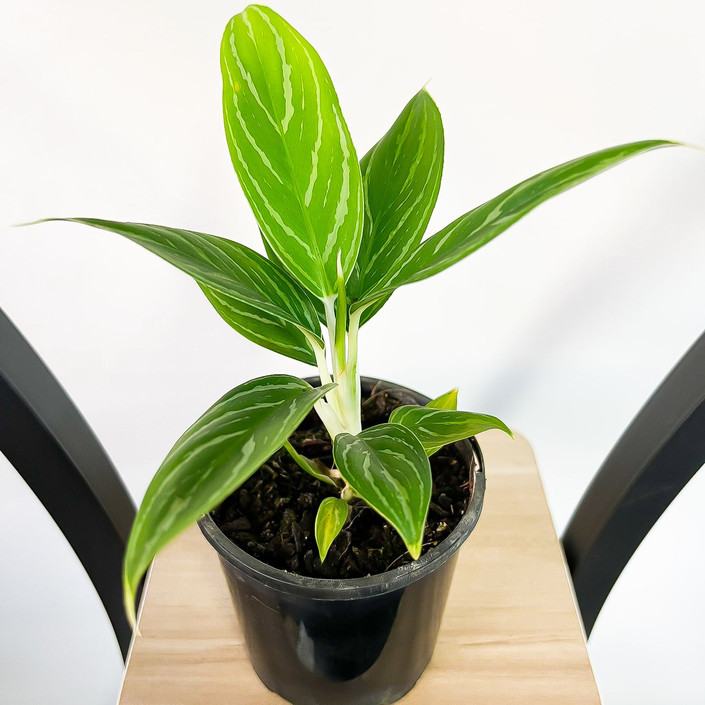 Aglaonema Snow White