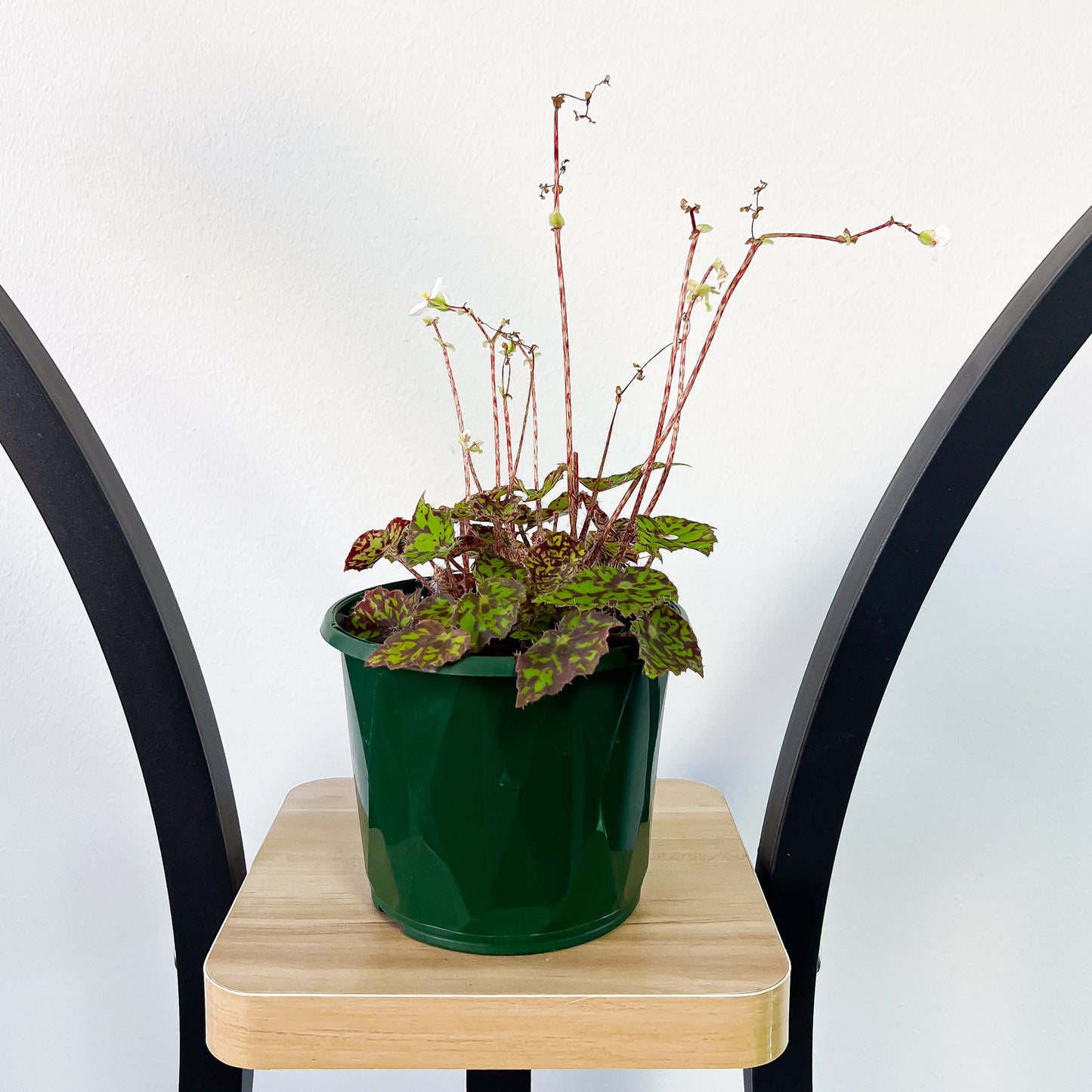 Begonia Bright Eyes