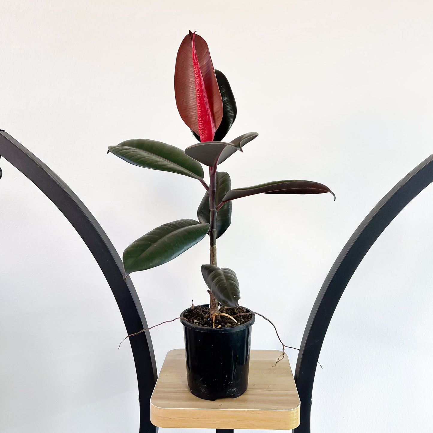 Ficus Elastica Burgundy