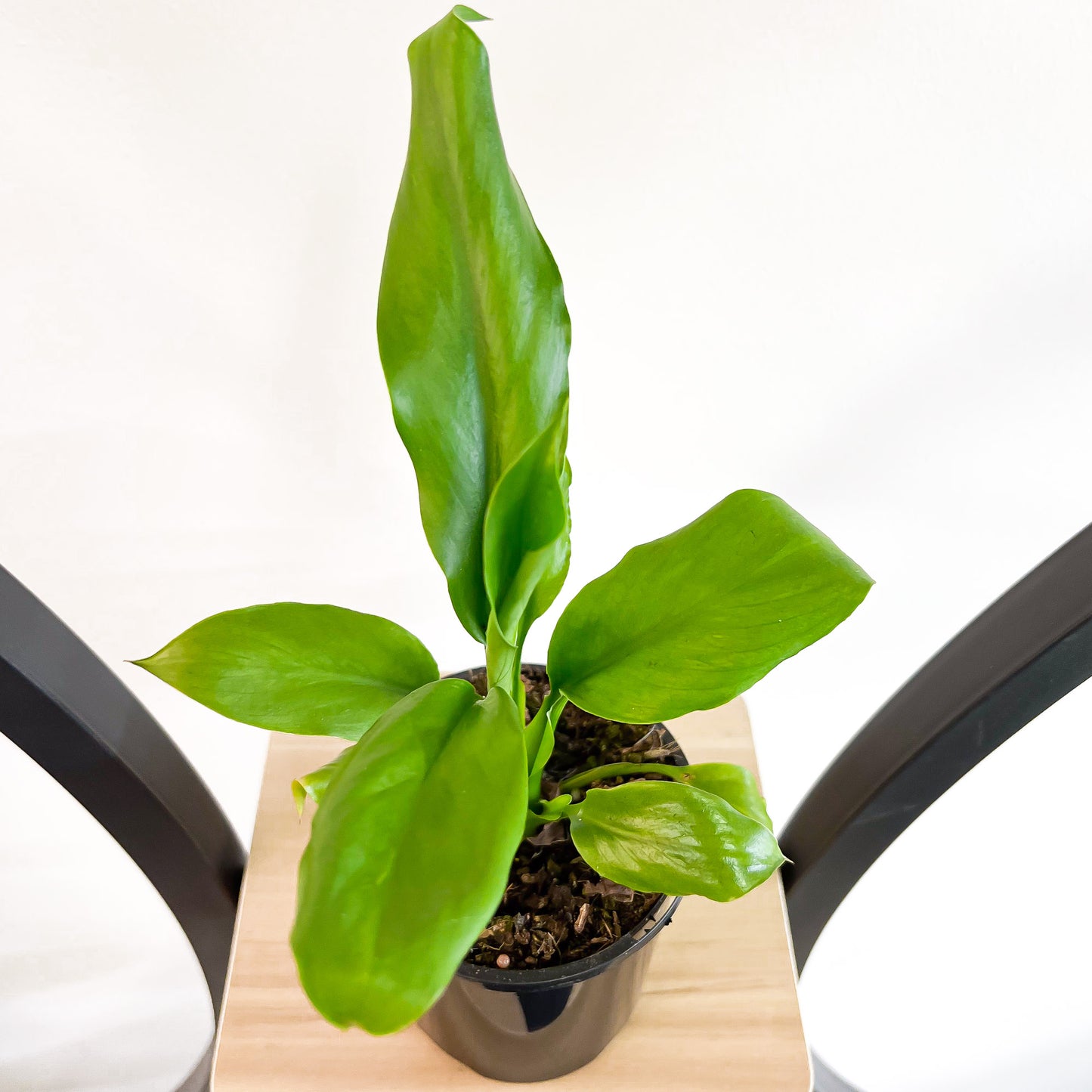 Spathiphyllum Blue Moon Peace Lily