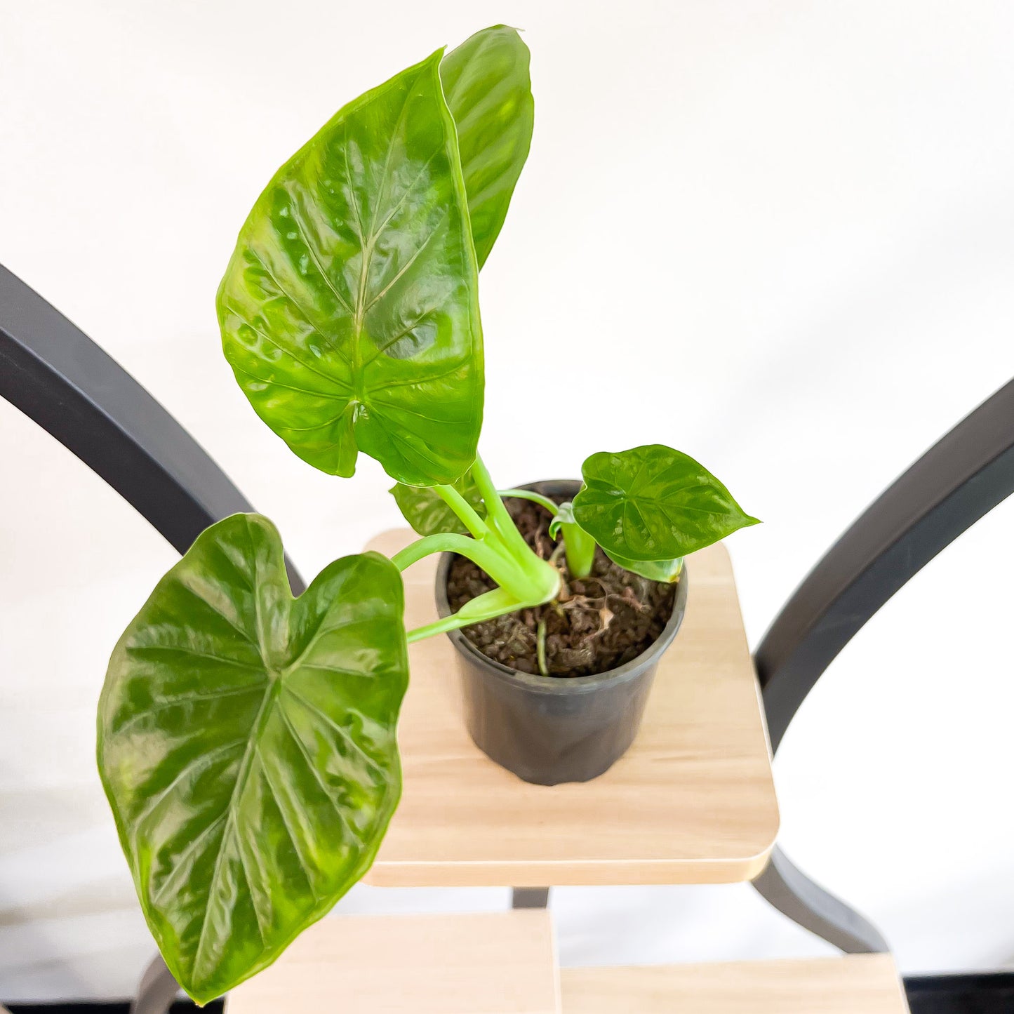 Alocasia Macrorrhiza