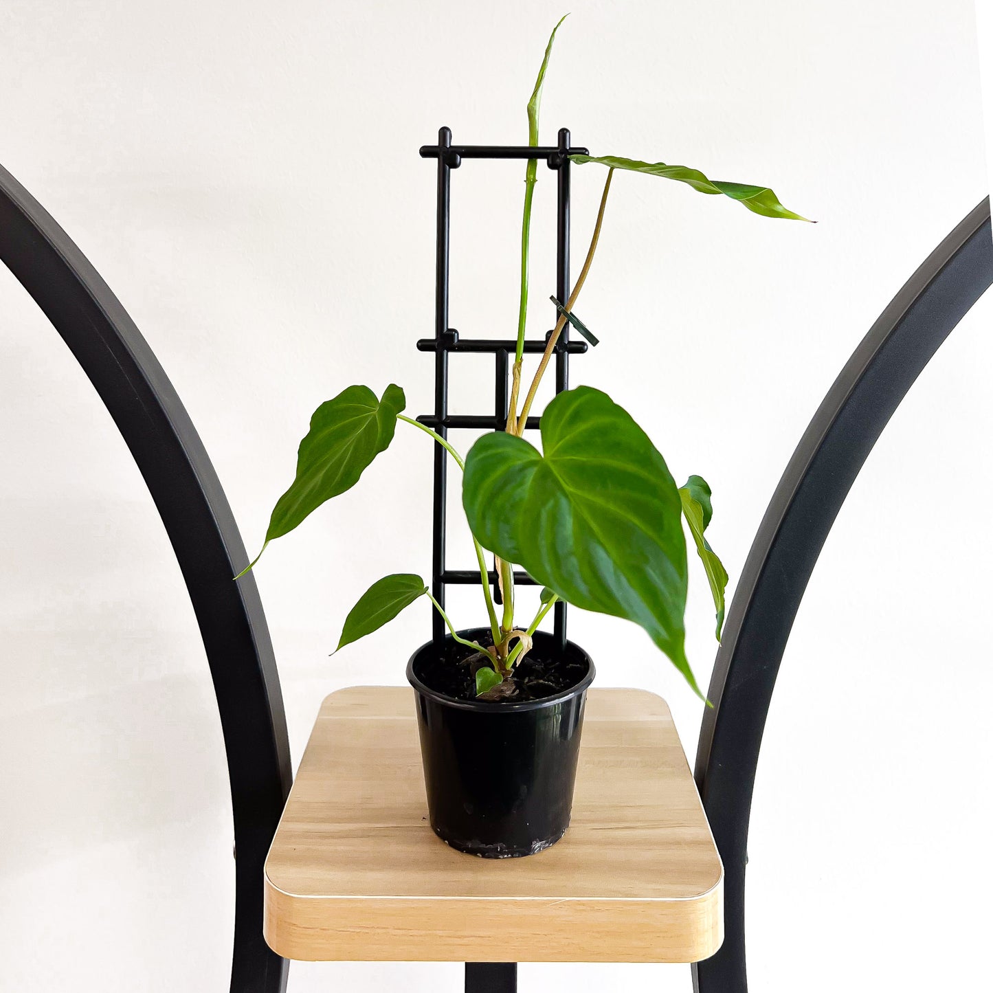 Philodendron Verrucosum