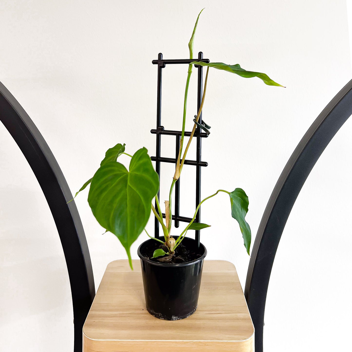 Philodendron Verrucosum
