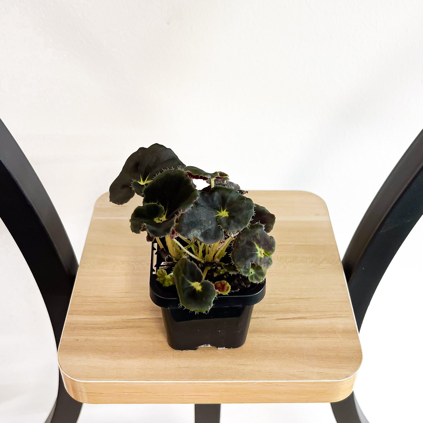 Begonia Black Mamba