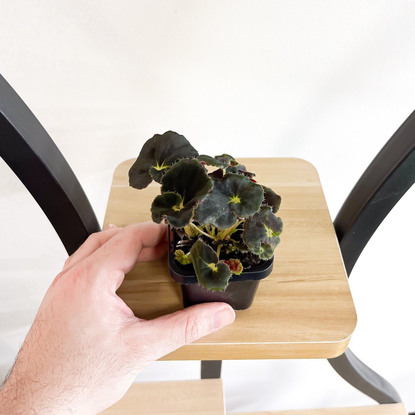 Begonia Black Mamba