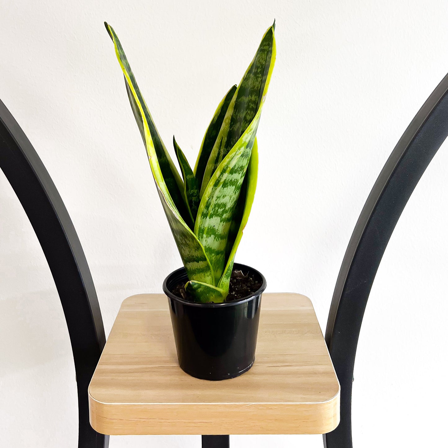Sansevieria Superba