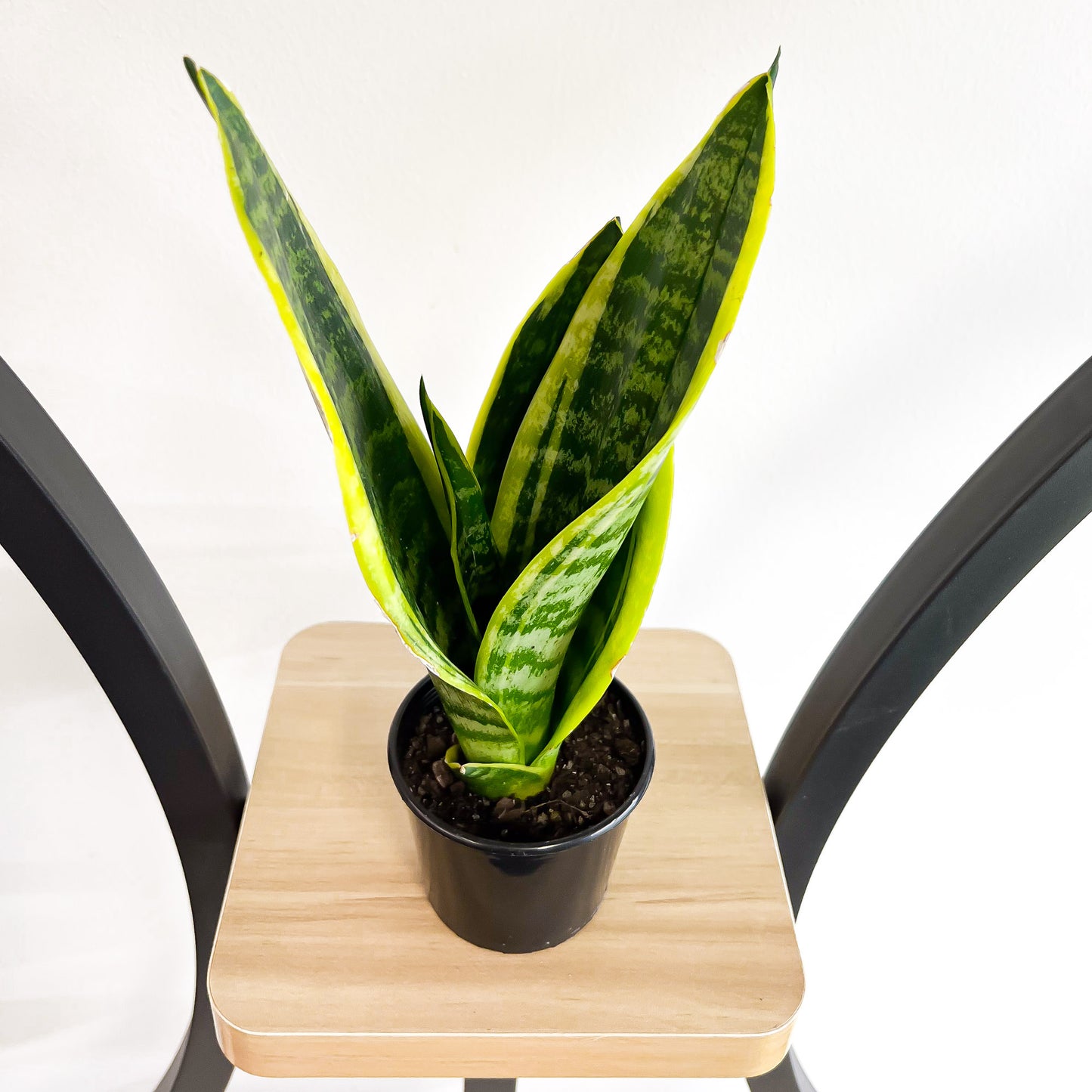 Sansevieria Superba