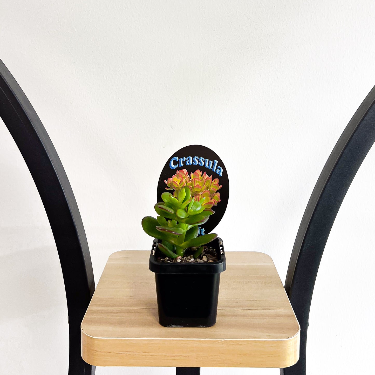 Crassula Hobbit