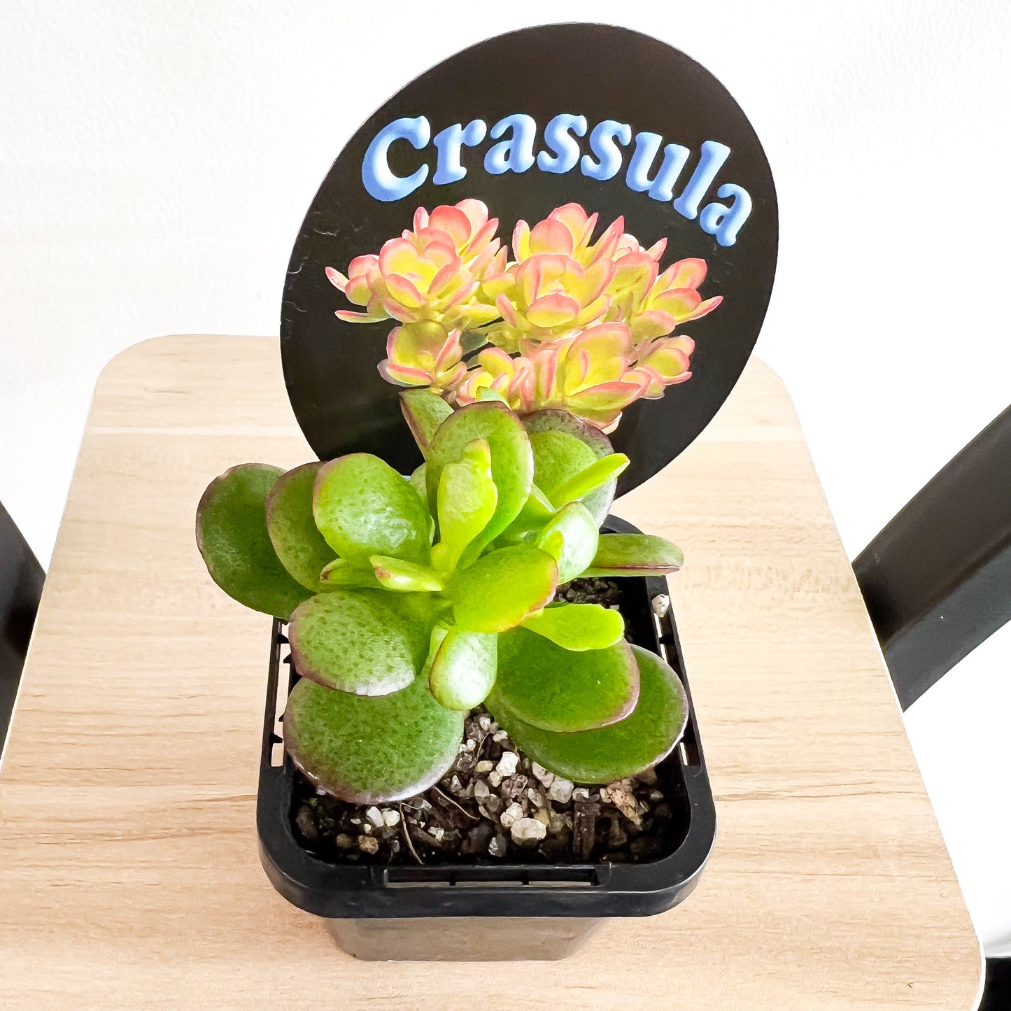 Crassula Hobbit