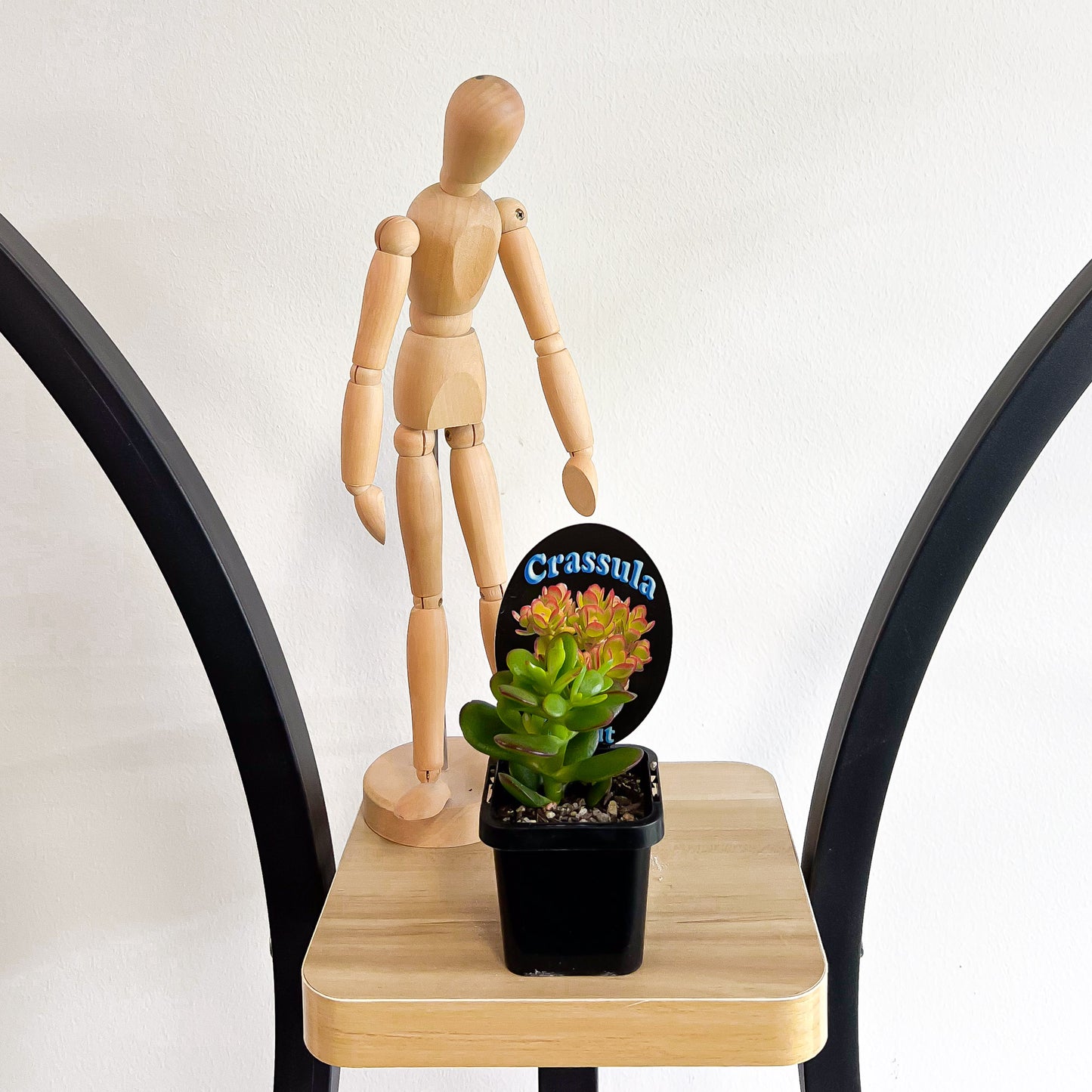 Crassula Hobbit