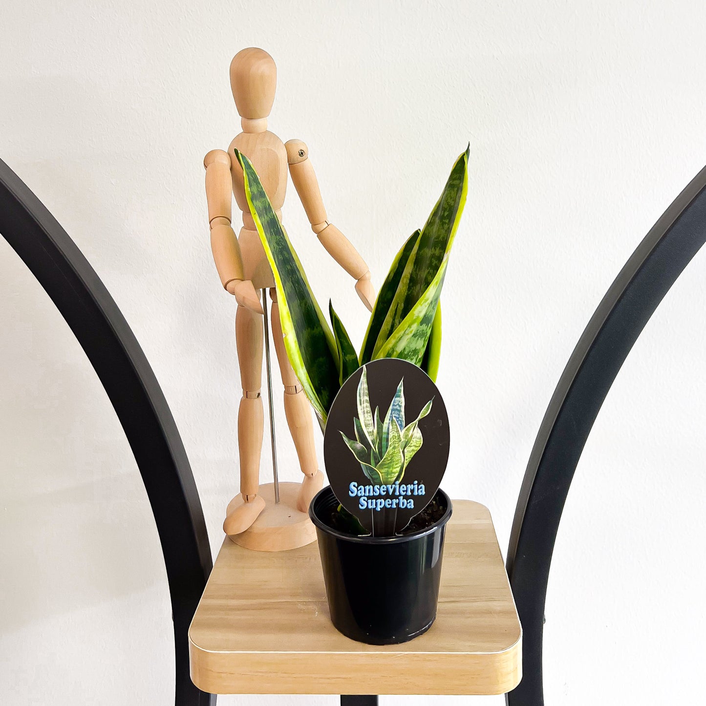 Sansevieria Superba