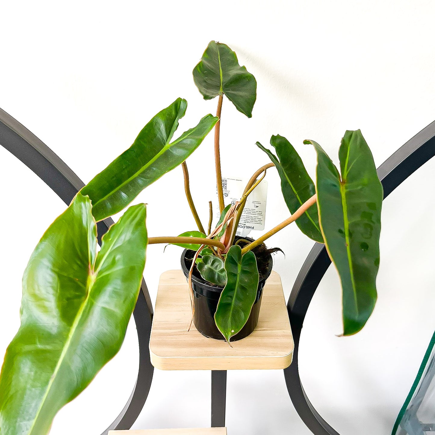 Philodendron Billietiae | The Plant Boys