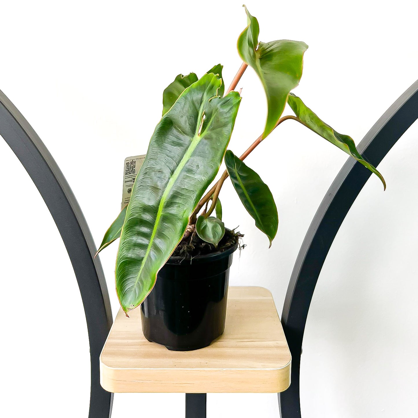 Philodendron Billietiae | The Plant Boys