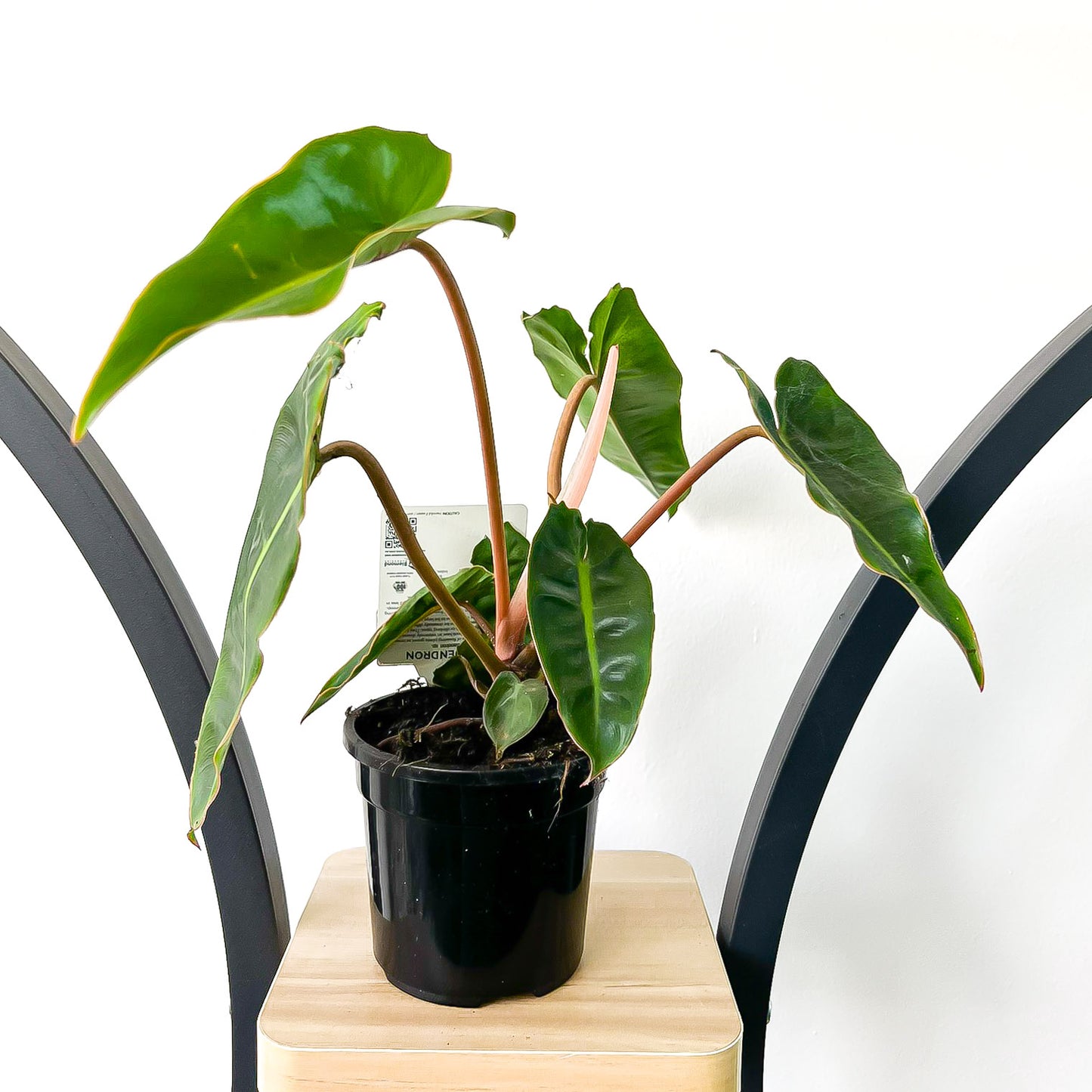 Philodendron Billietiae | The Plant Boys