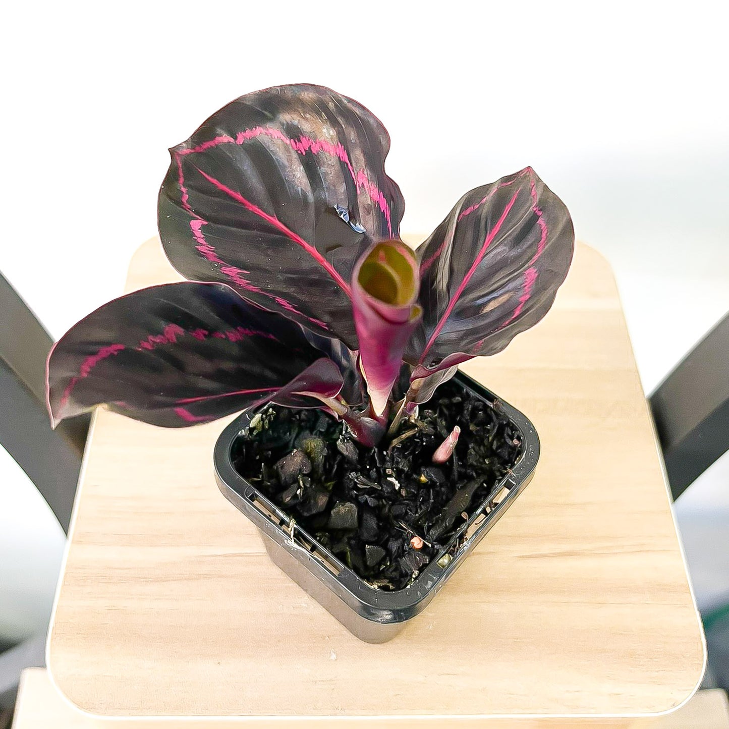 Calathea Dottie | The Plant Boys