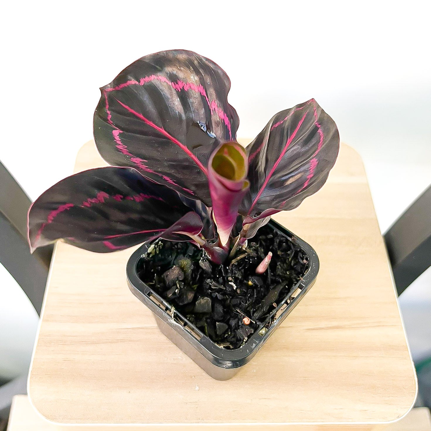 Calathea Dottie | The Plant Boys