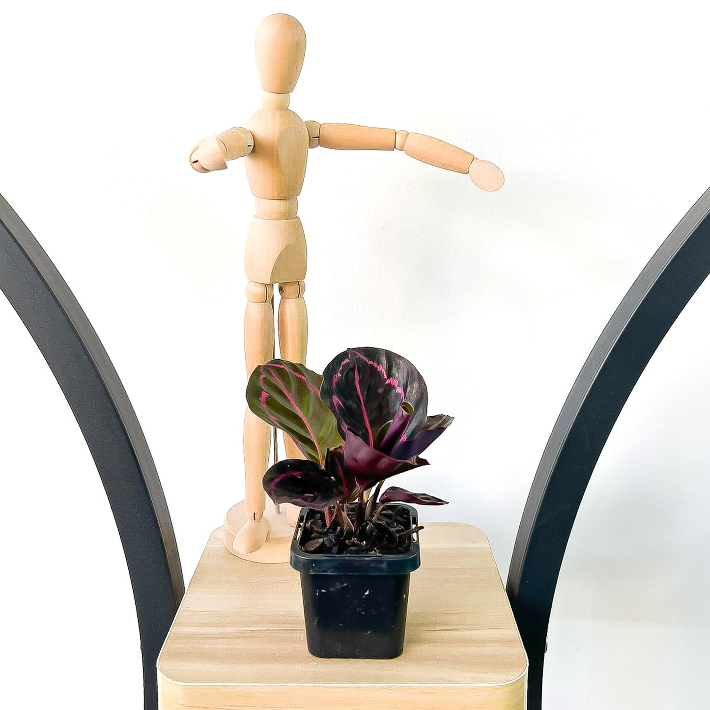 Calathea Dottie | The Plant Boys
