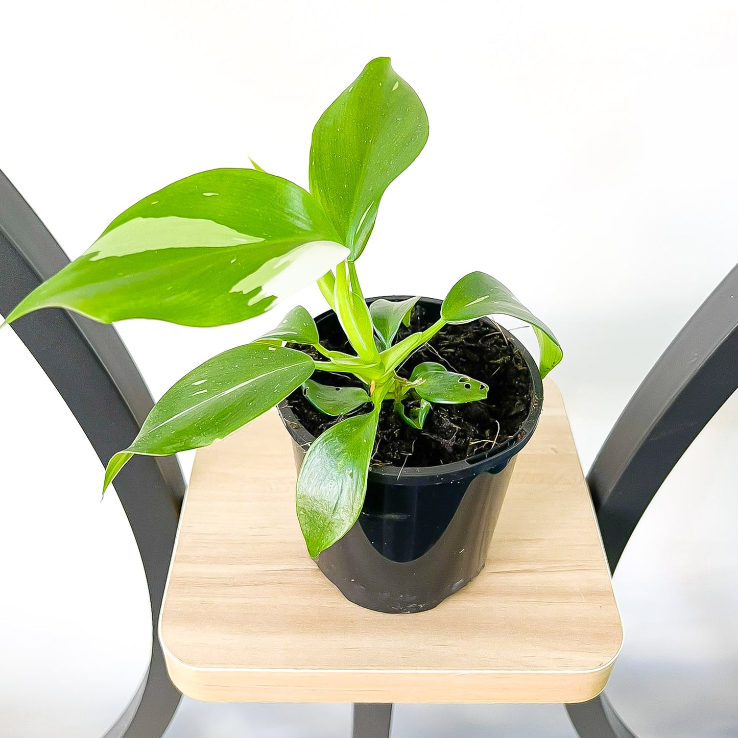 Philodendron White Wizard | The Plant Boys