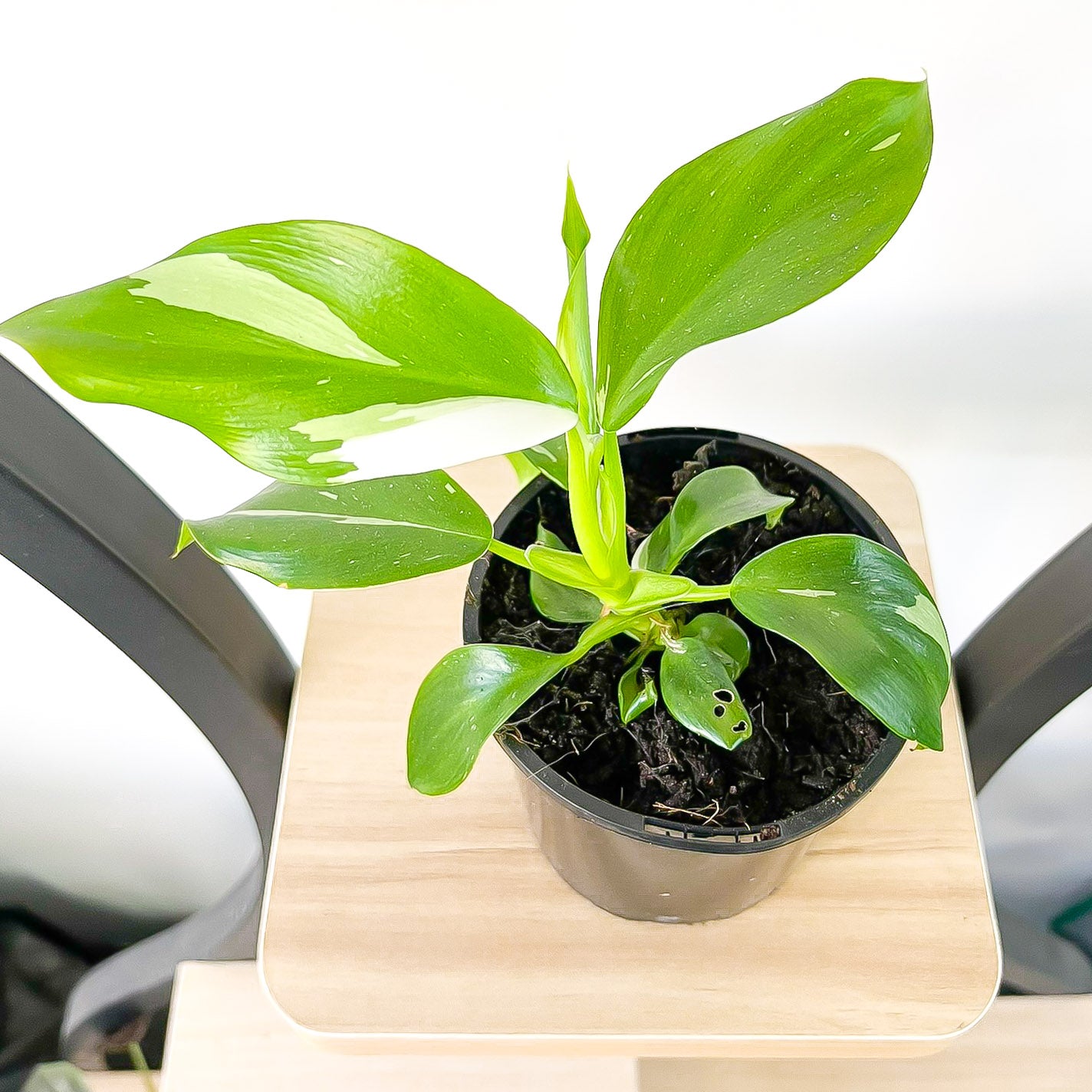Philodendron White Wizard | The Plant Boys
