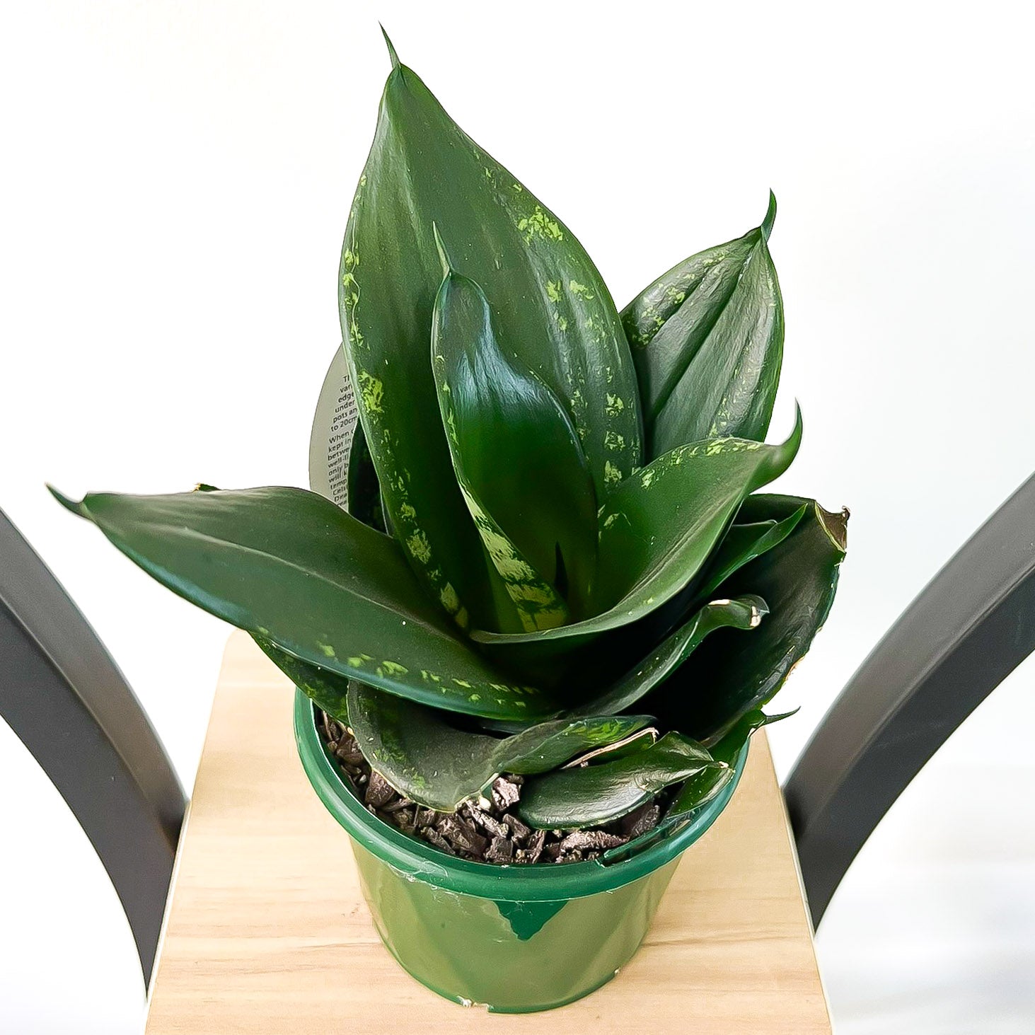 Sansevieria Whitney Hahnii | The Plant Boys
